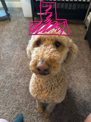 Taylor's CompanyCamp Scavenger Hunt