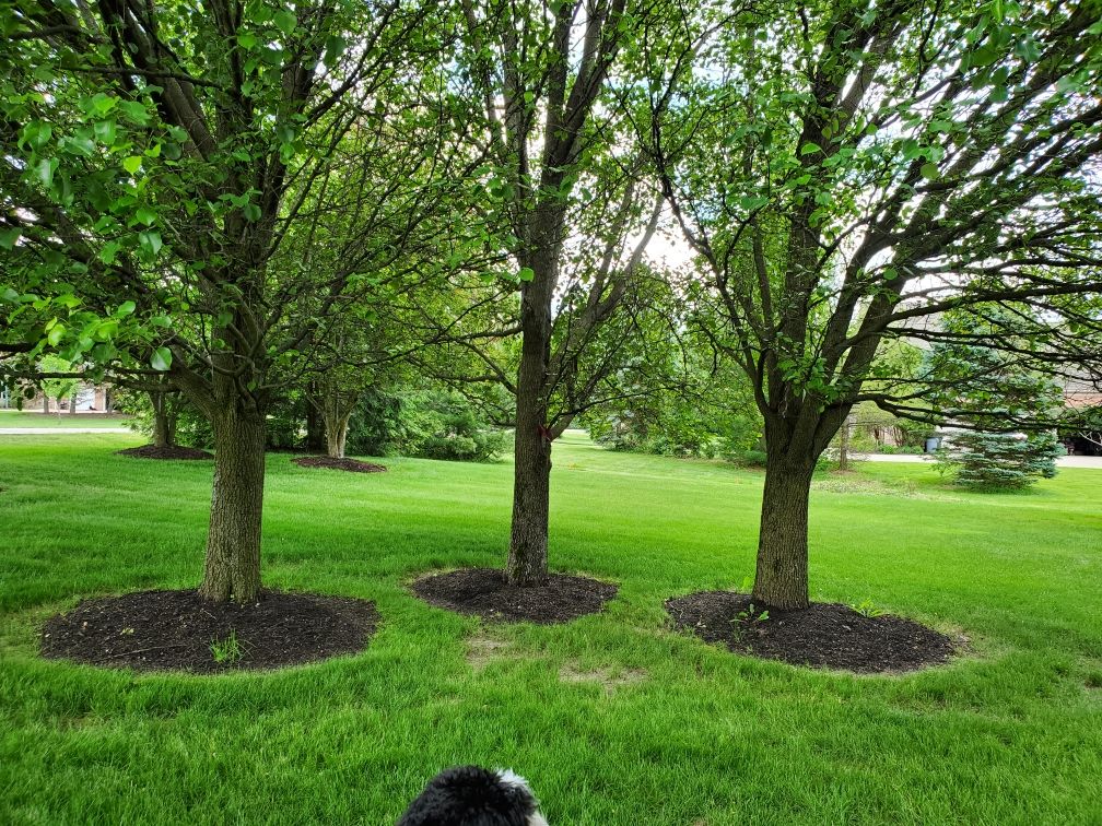 Tree Trimming using Tree Pruing by Mike Jones & Sons Tree Service LLC 