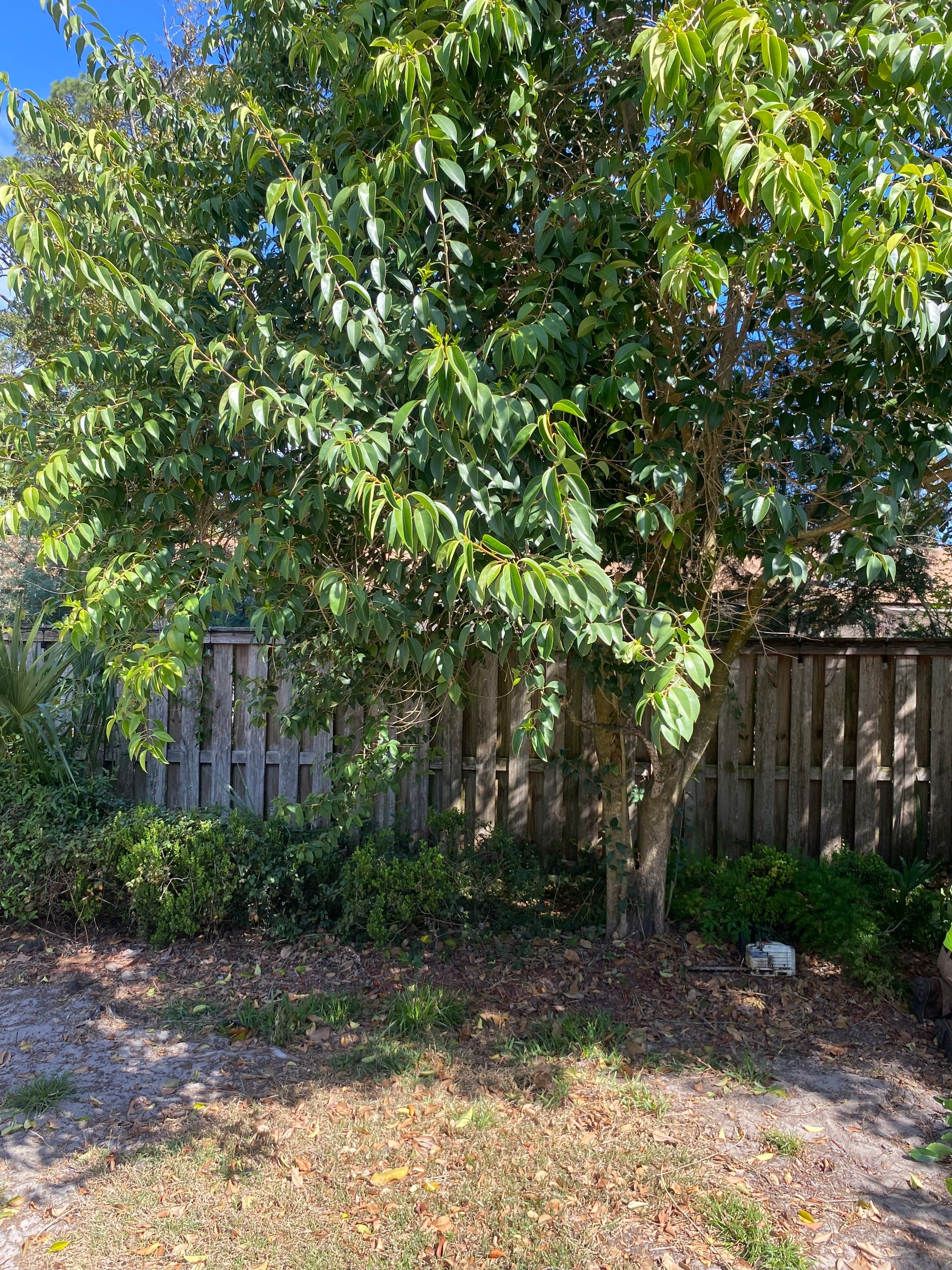 Residential | Tree Removal & Trimming by ProGreen Services