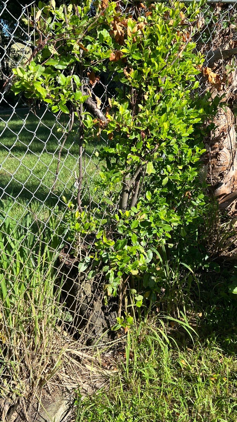 St. Petersburg 6ft. Tall Treated Board on Board by Asap fence and gates, LLC