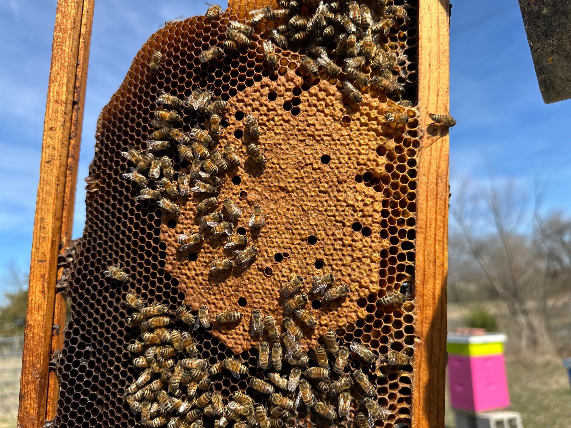 Bees for Ag. Exemption in Rockwall by Rockwall Honey Bee Company