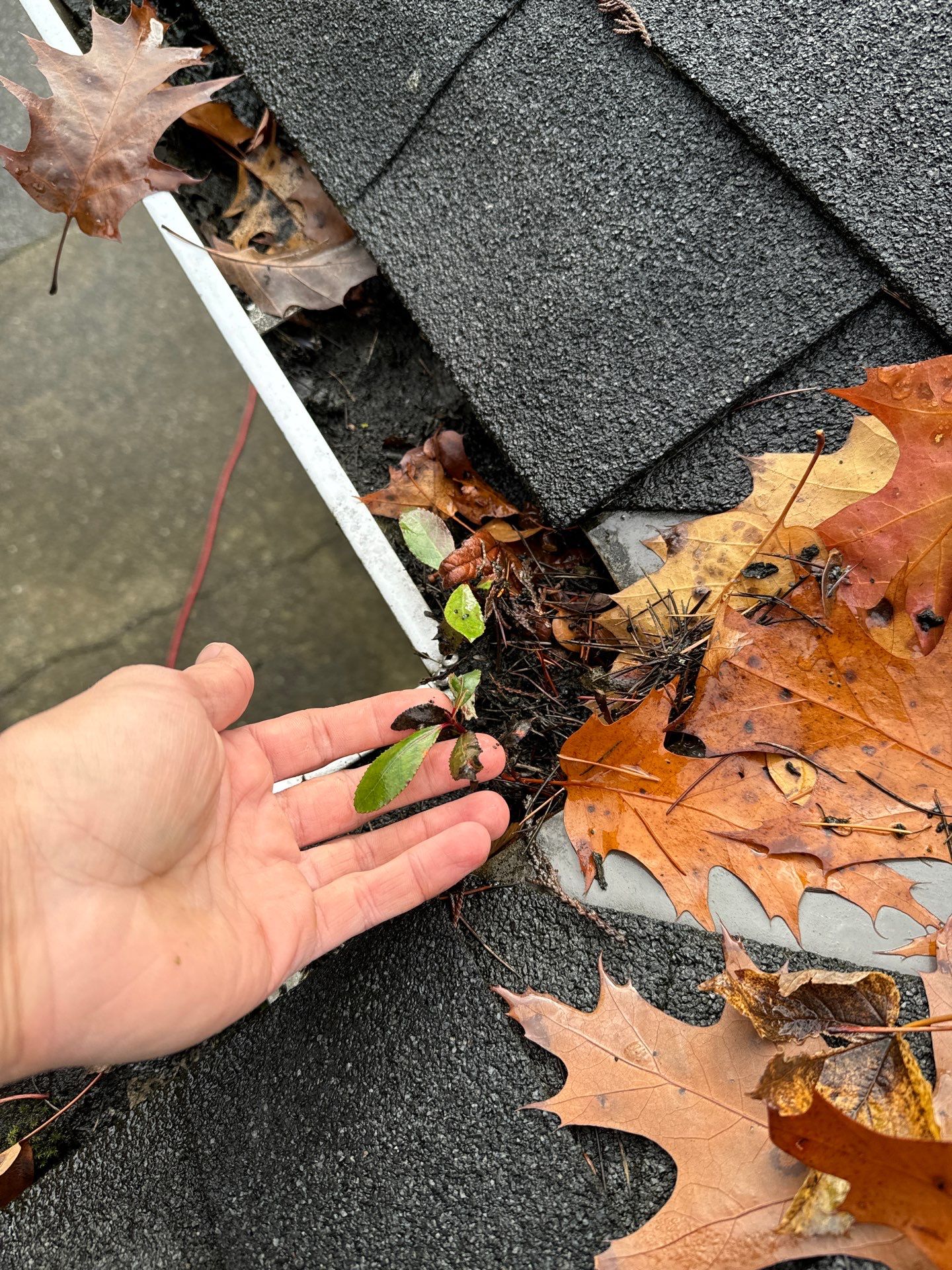 Gutter Cleaning- Taylor Way by YVR Construction Group