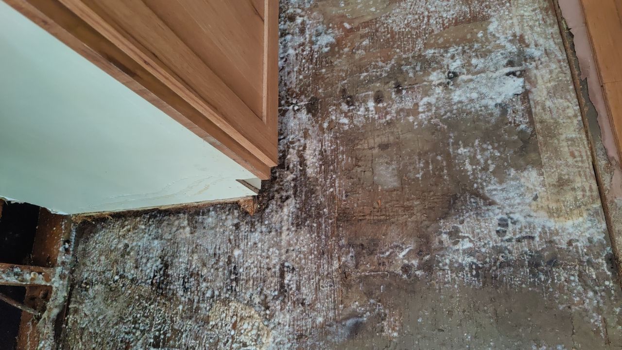 Mold Damage by Accountable Home Services