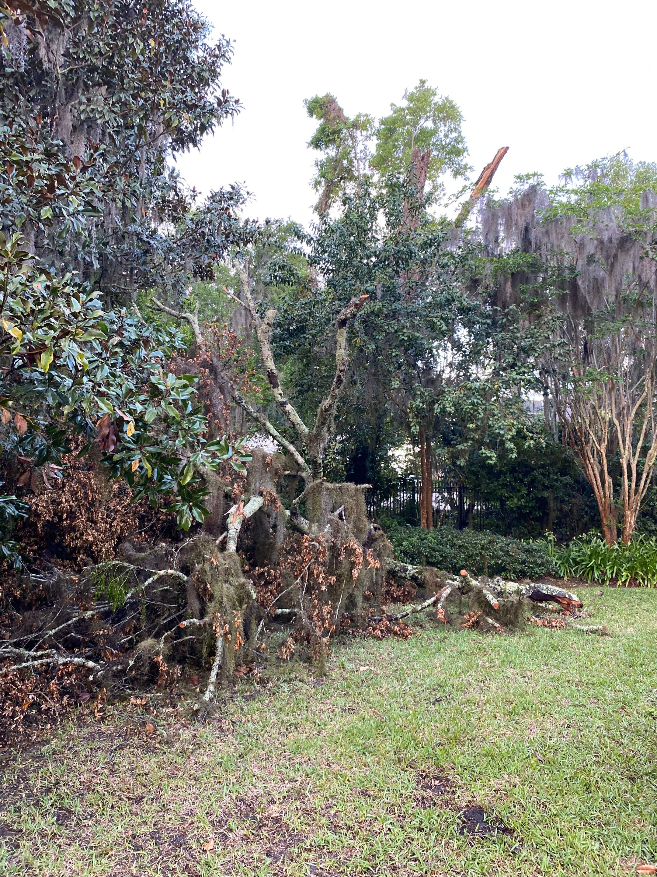 Residential | Tree Removal by ProGreen Services