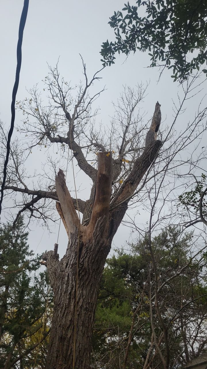 Tree Removal using Chainsaws by Clays Services Inc