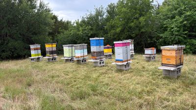 Bees for Ag. Exemption in Heath