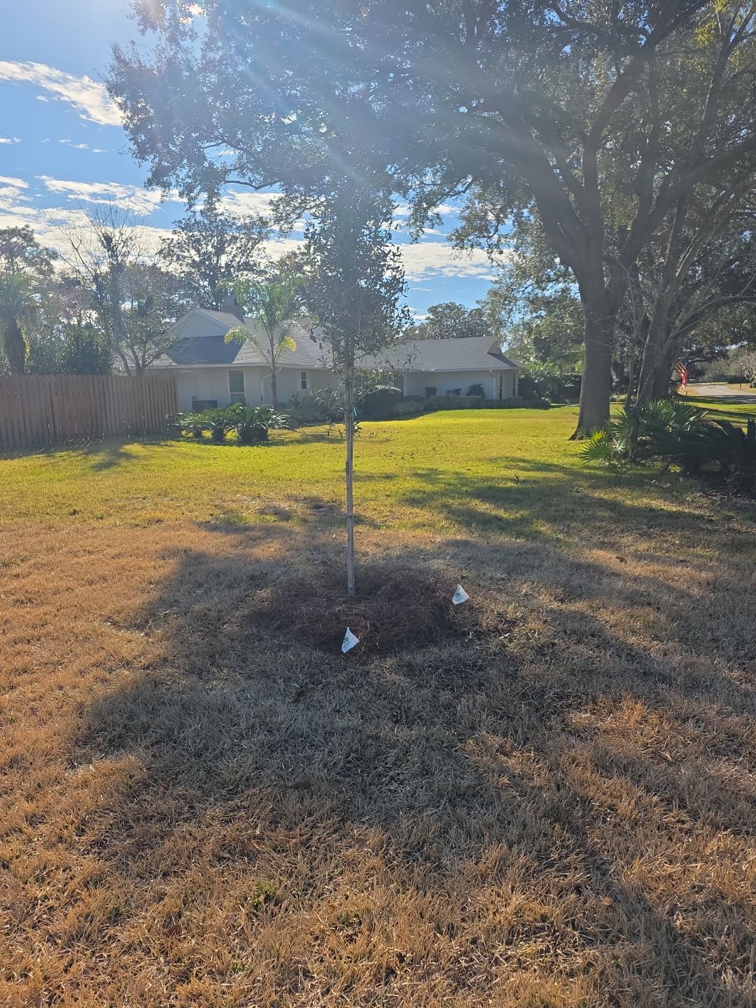 Deerwood Resident | Tree Install by ProGreen Services