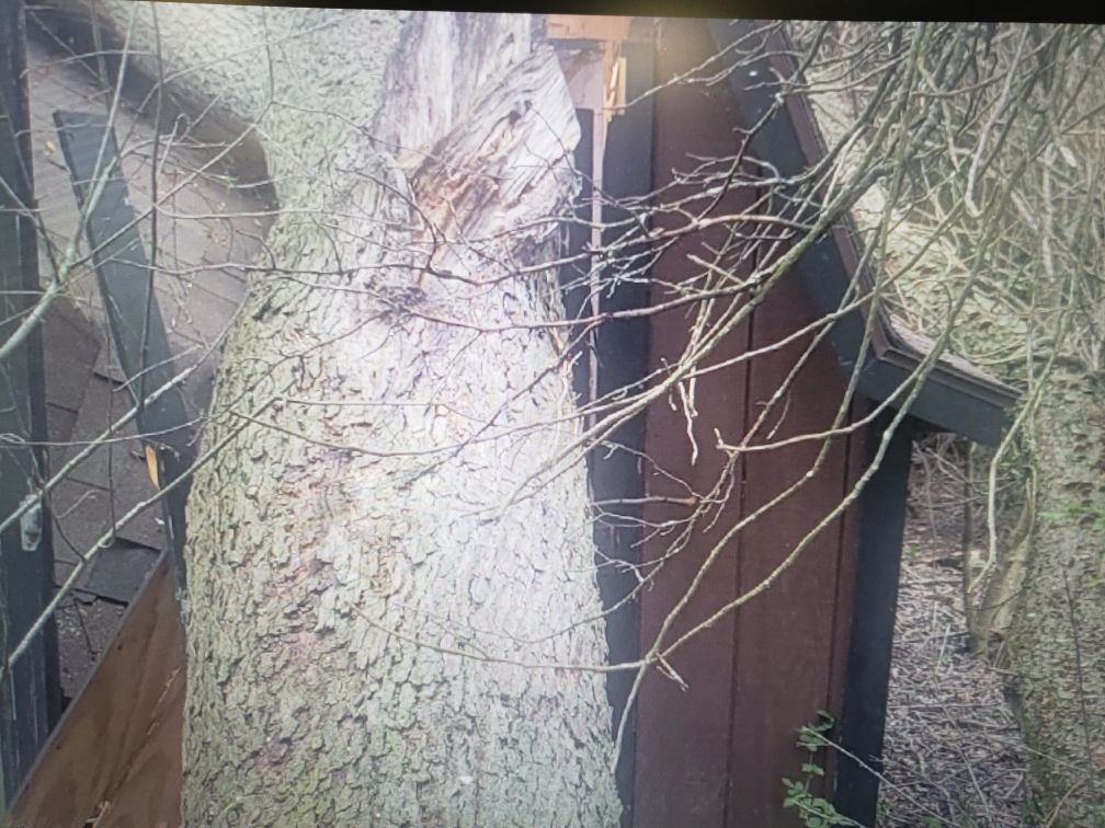 Tree Damage using Tree Removal by Mike Jones & Sons Tree Service LLC 