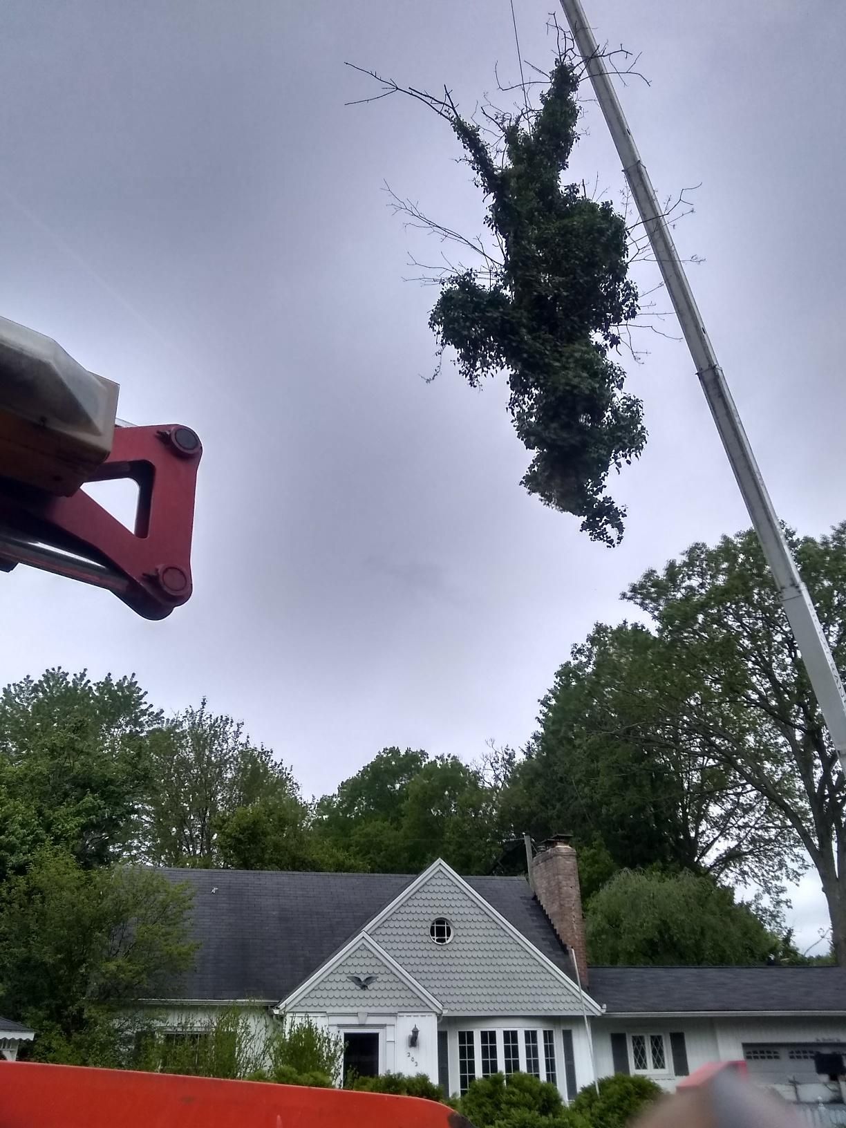 Tree Removal using Tree Removal by Mike Jones & Sons Tree Service LLC 