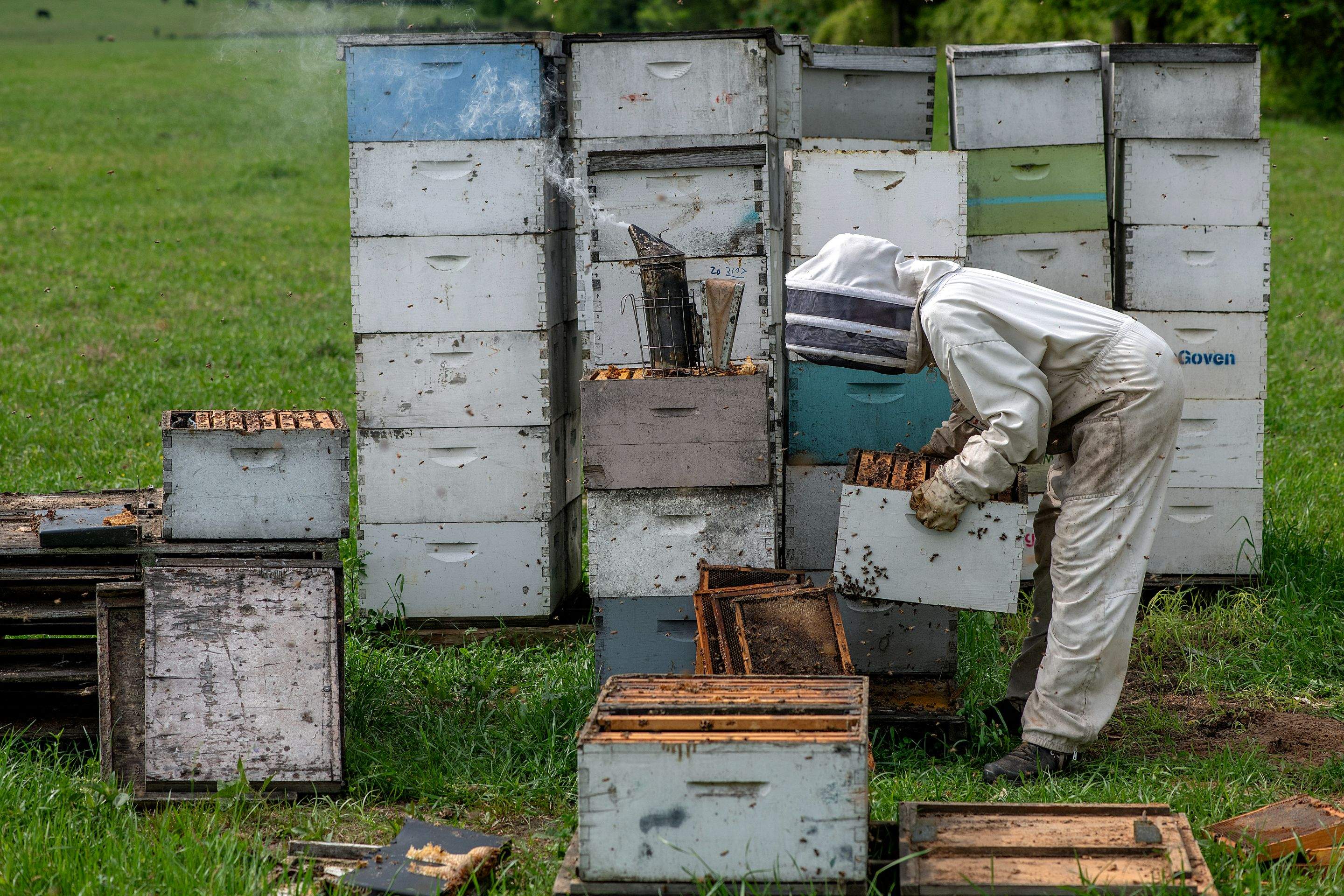 Splits in East Texas by Rockwall Honey Bee Company