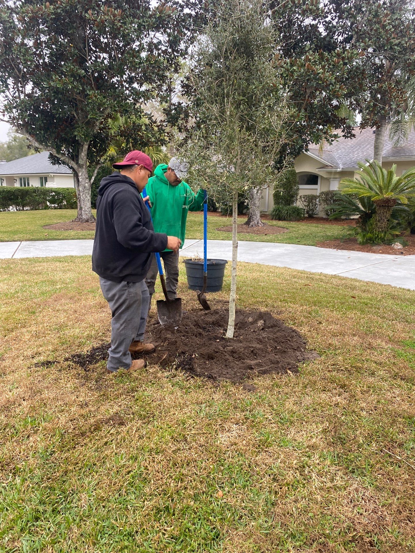 Deerwood | Live Oak Planting Project  by ProGreen Services