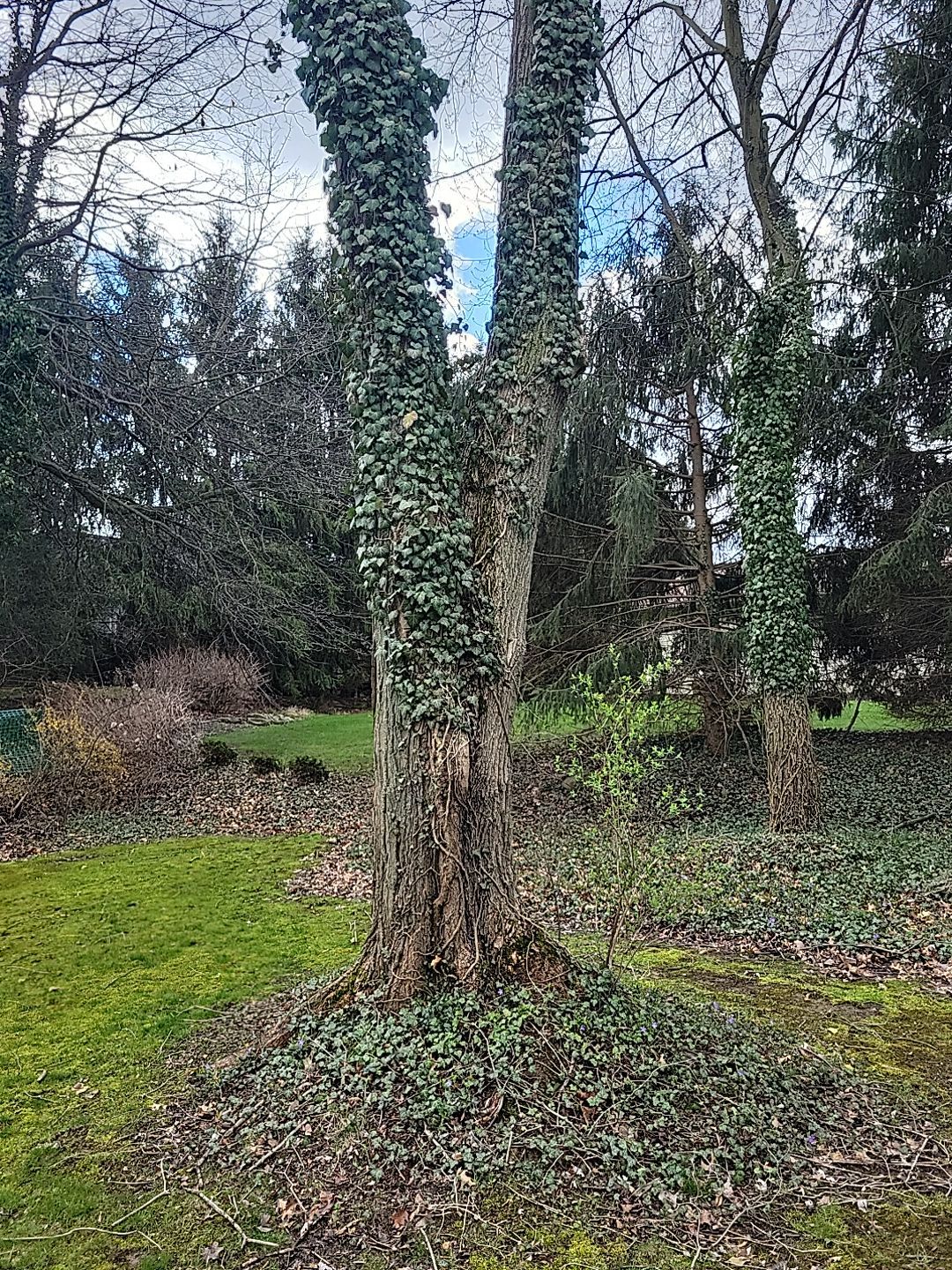 Tree Trimming using Tree Pruing by Mike Jones & Sons Tree Service LLC 