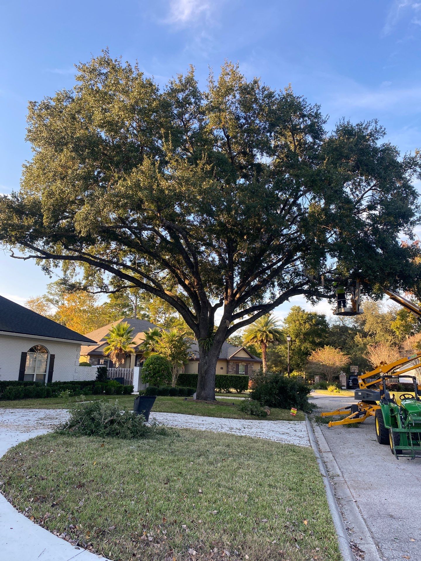Deerwood Resident | Tree Removal & Shrub Shaping by ProGreen Services