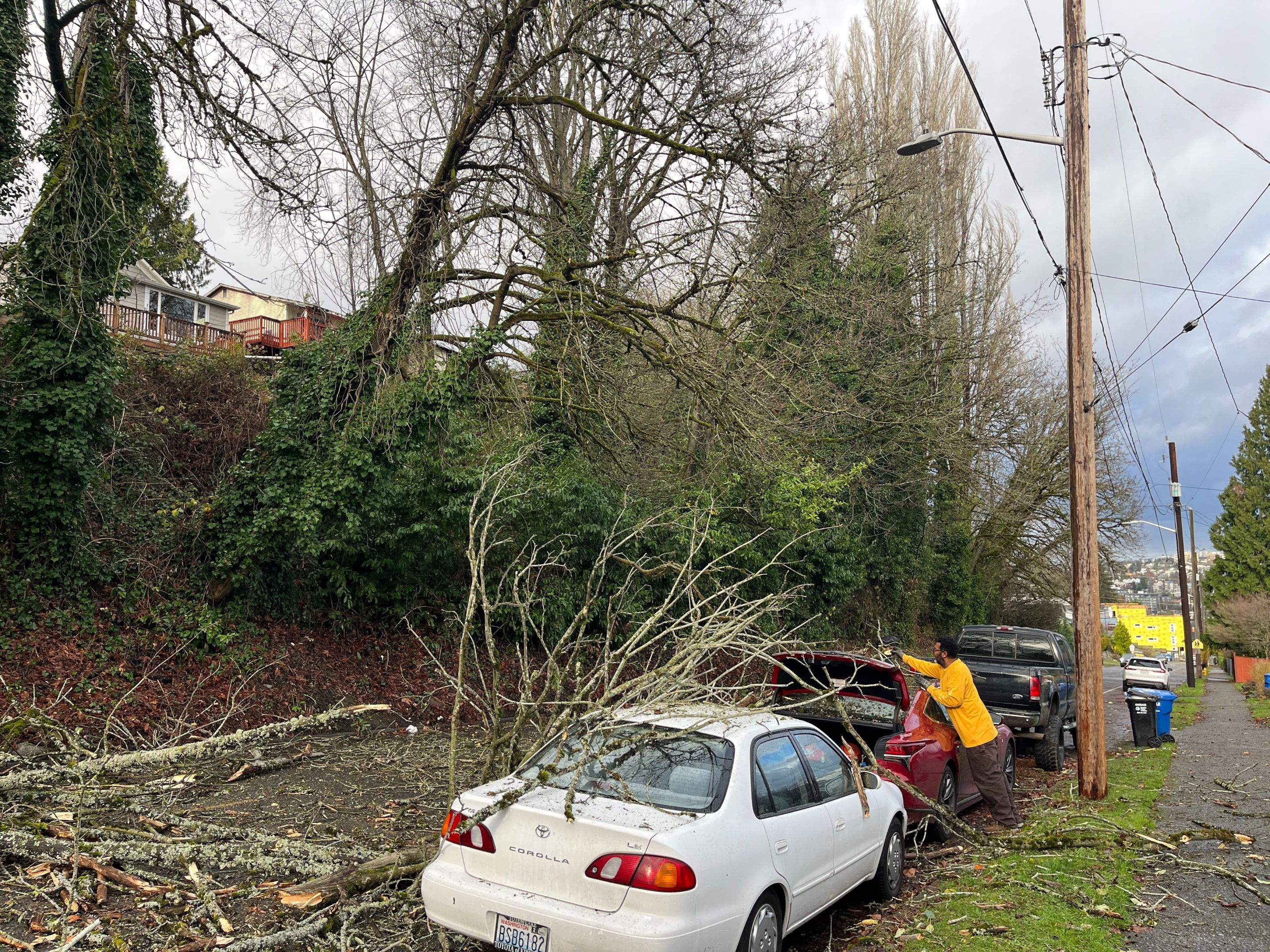 🧾 Arborist Report – Tree Risk & Property Damage Concern in Seattle, WA by Sound Tree Care LLC