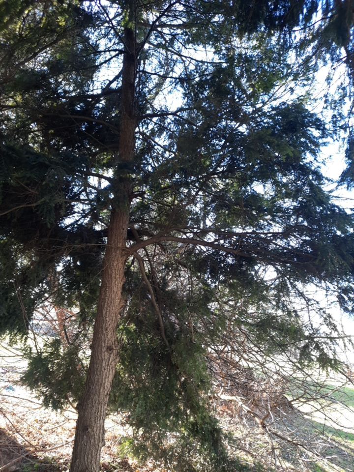 Storm Damaged Tree Removal  using Tree Removal by Mike Jones & Sons Tree Service LLC 