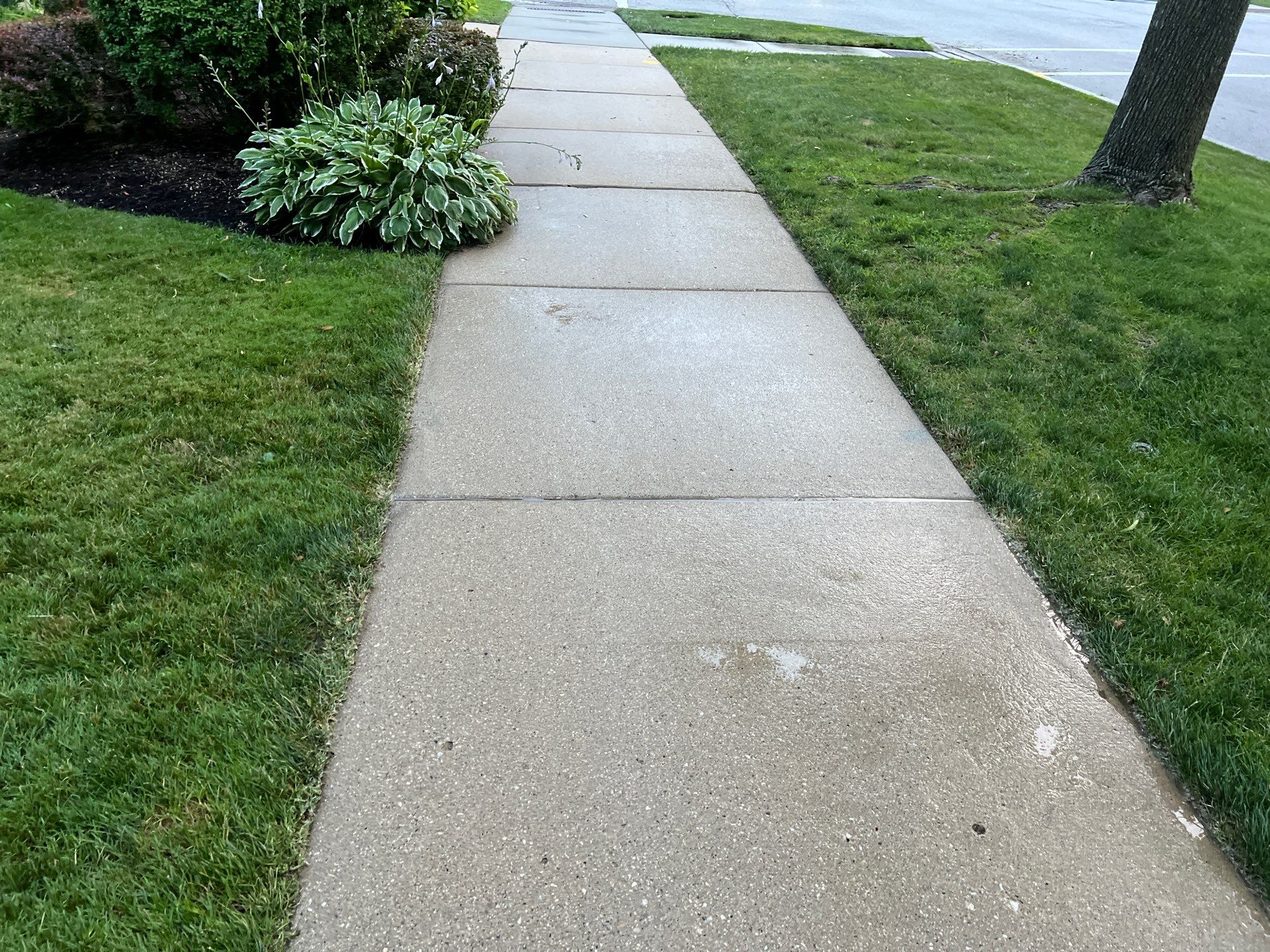 concrete cleaning using Algaecide, soft wash soap by Northern Power Washing LLC.