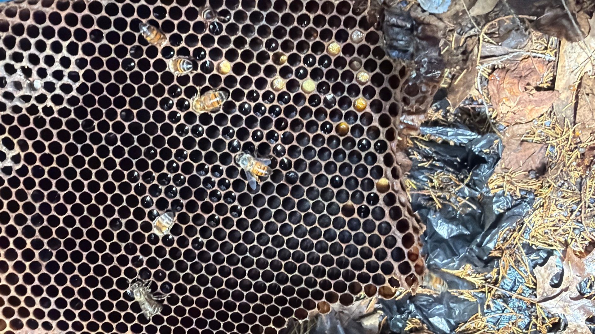 Mossy Mystery Bees by Rockwall Honey Bee Company
