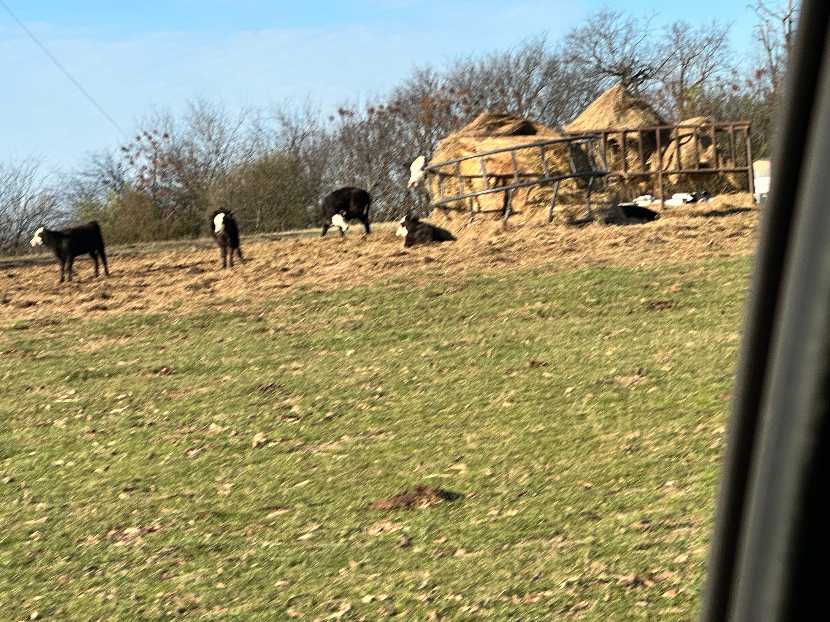 Clubb's Cow Farm Apiary by Rockwall Honey Bee Company