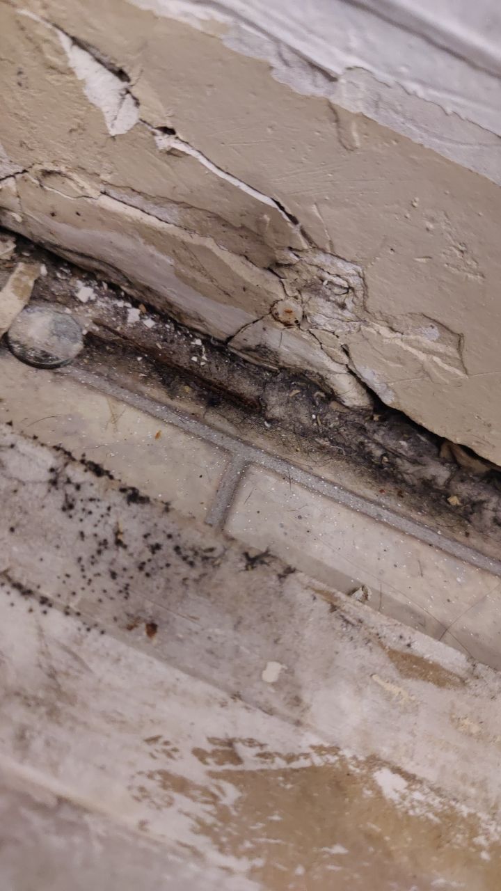 Mold Remediation by Accountable Home Services