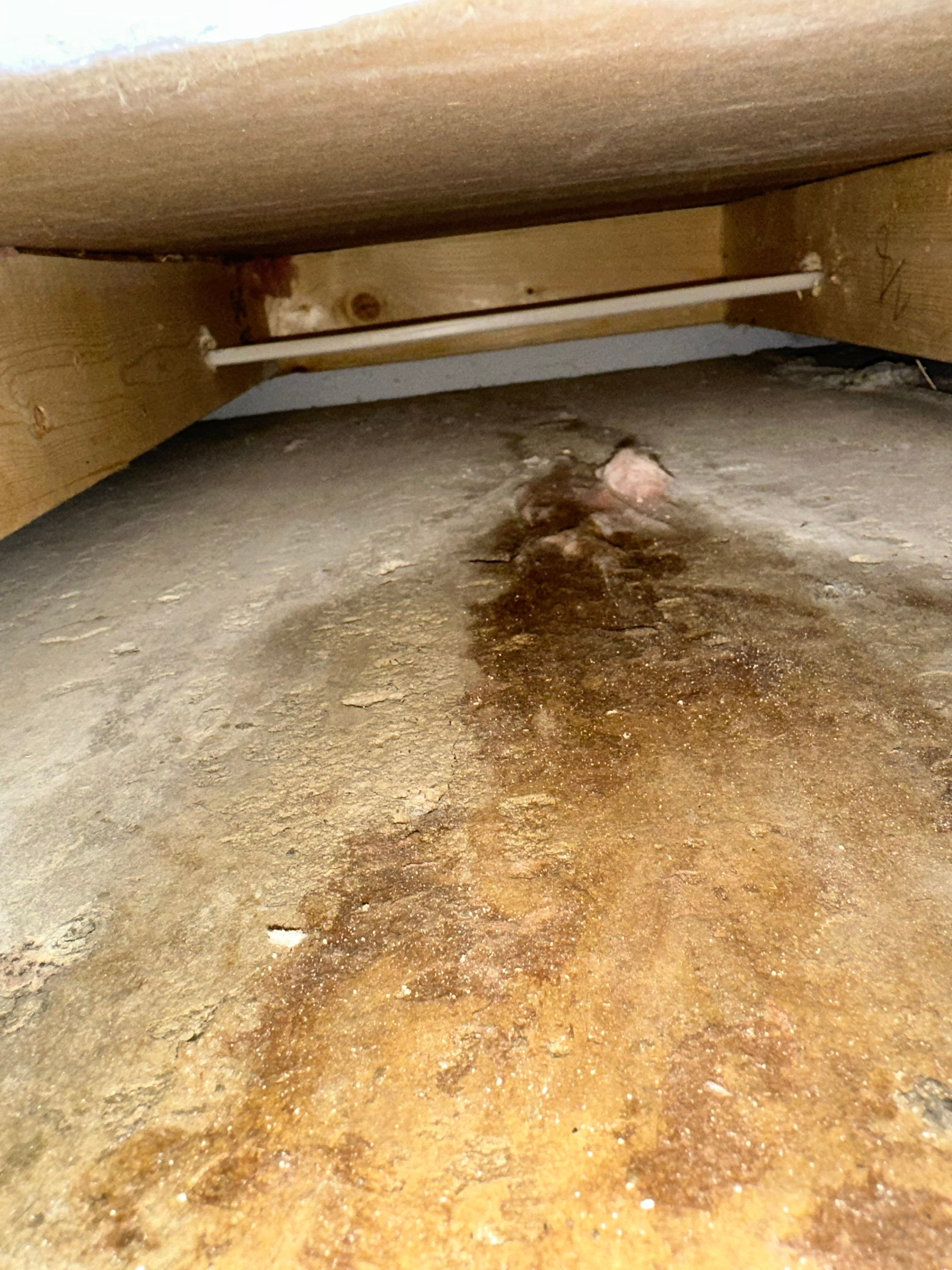 Foundation leak long term damage in new build home by BlueRed Restoration