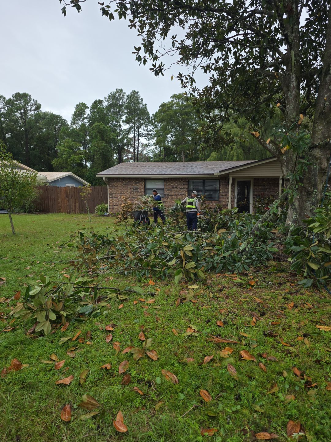 Tree Removal & Sod Install | Residential by ProGreen Services