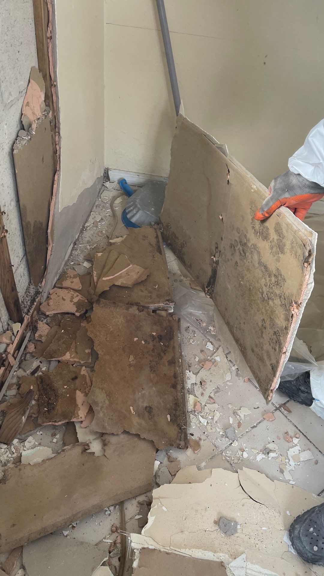 Mold Remediation  by THE RAPID TEAM