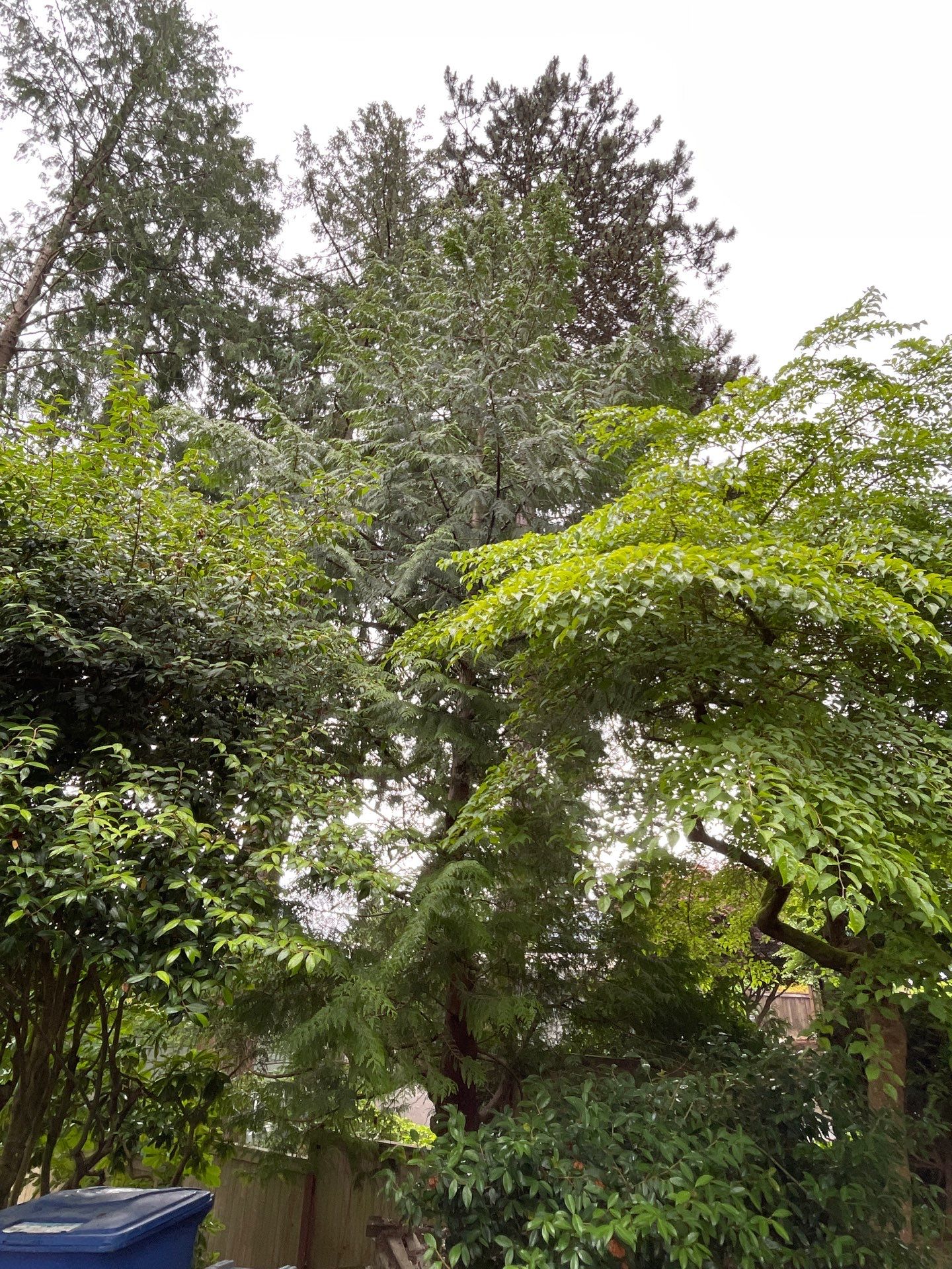 🌿Tree Inventory Showcase – Lake Forest Park, WA by Sound Tree Care LLC
