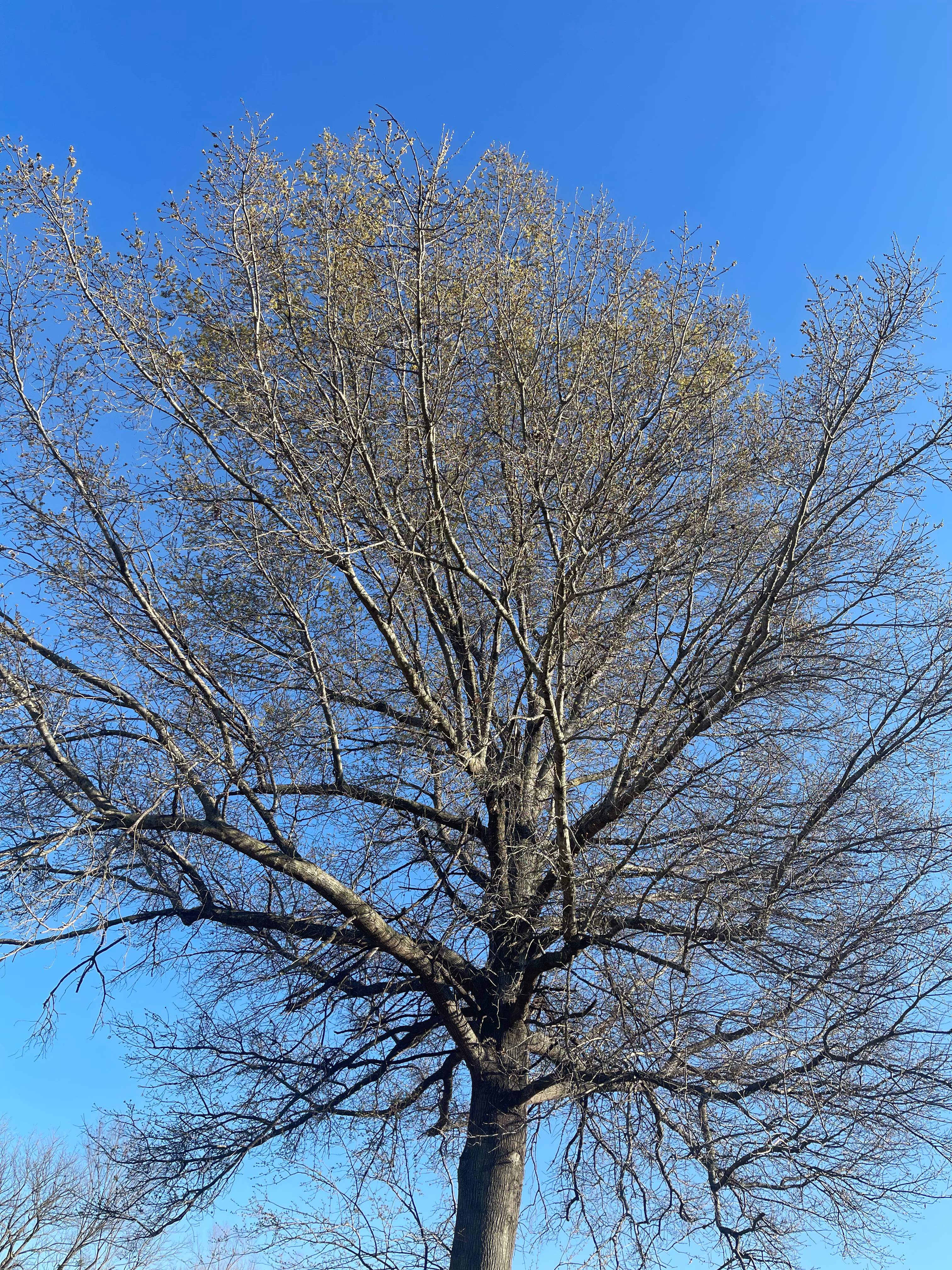 Tree Farm Apiary by Rockwall Honey Bee Company