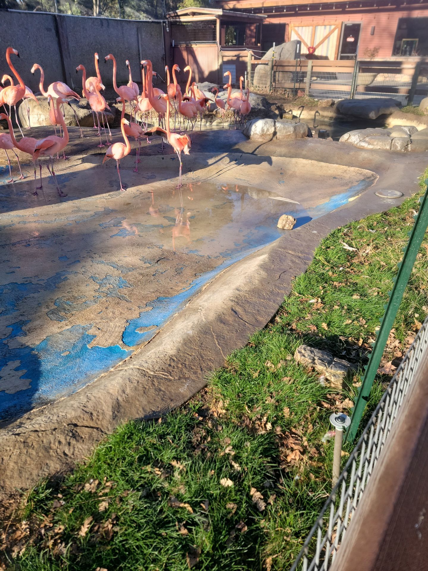 Charles Paddock Zoo Flamingo Pond by MGP Coatings