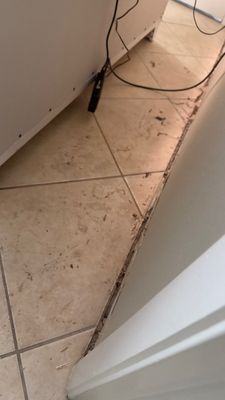 Mold Remediation — Naples, FL
