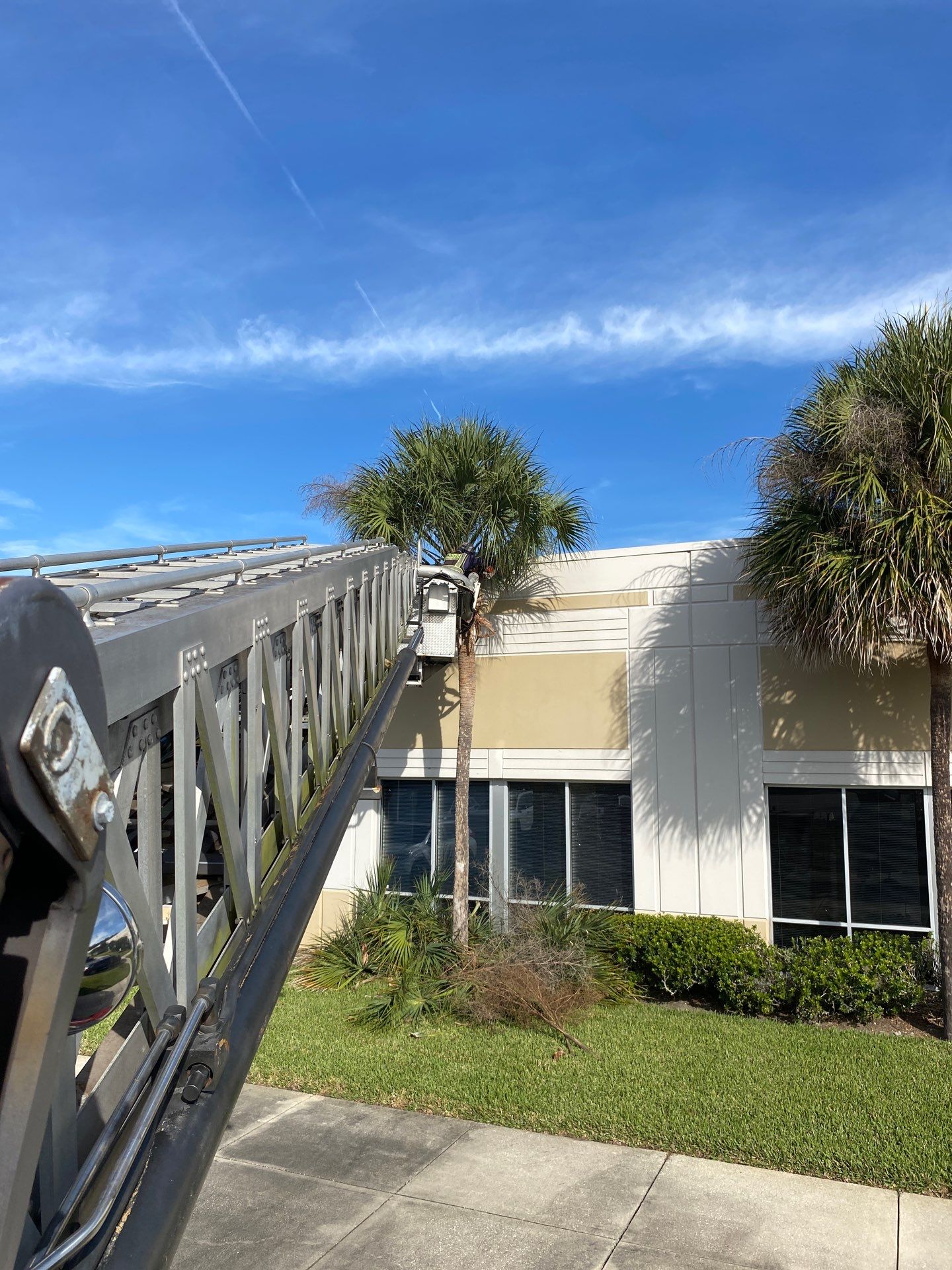 Tree & Palm Trimming | Commercial Property by ProGreen Services