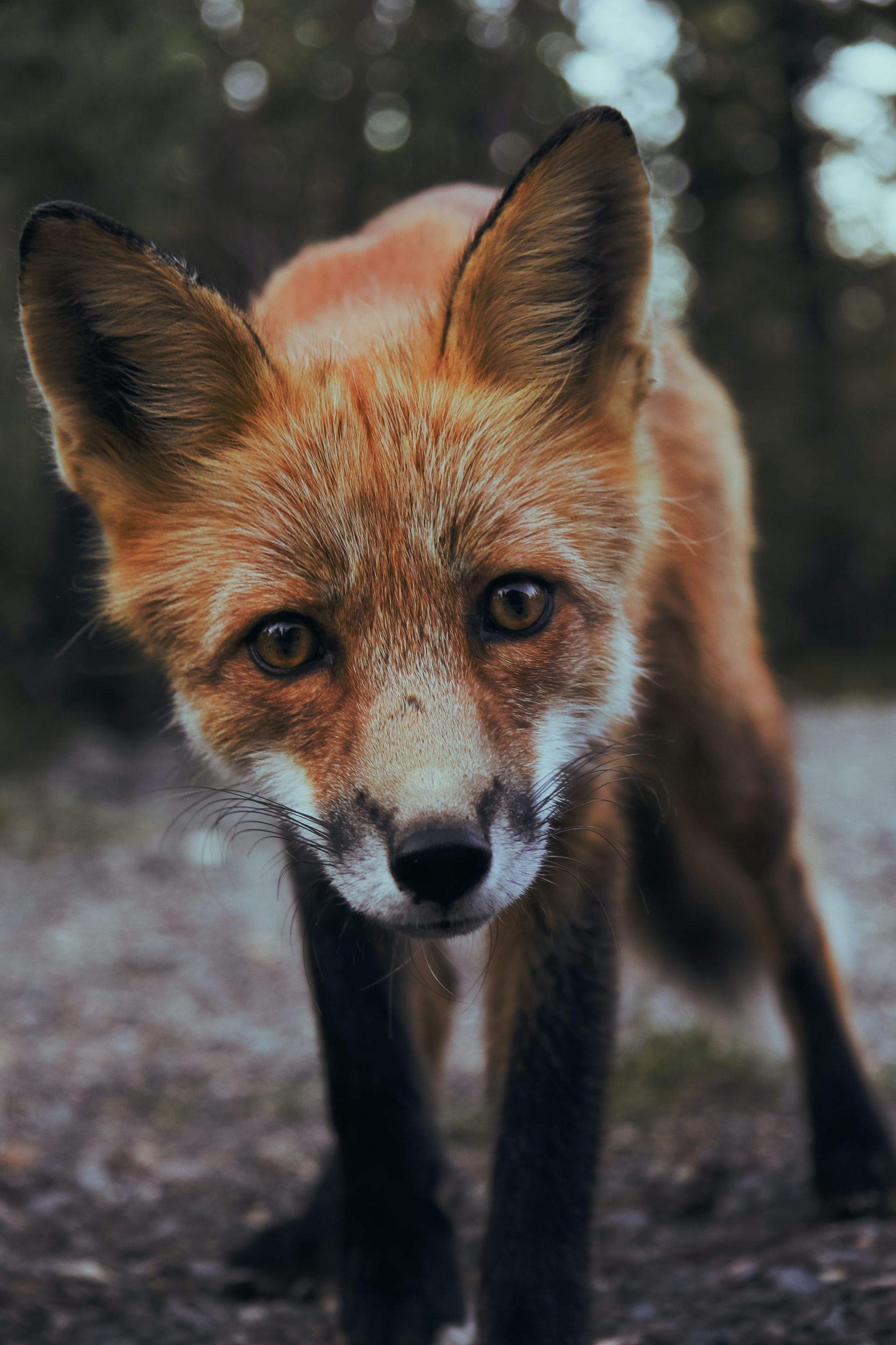 Animals using Ruby by CompanyCam