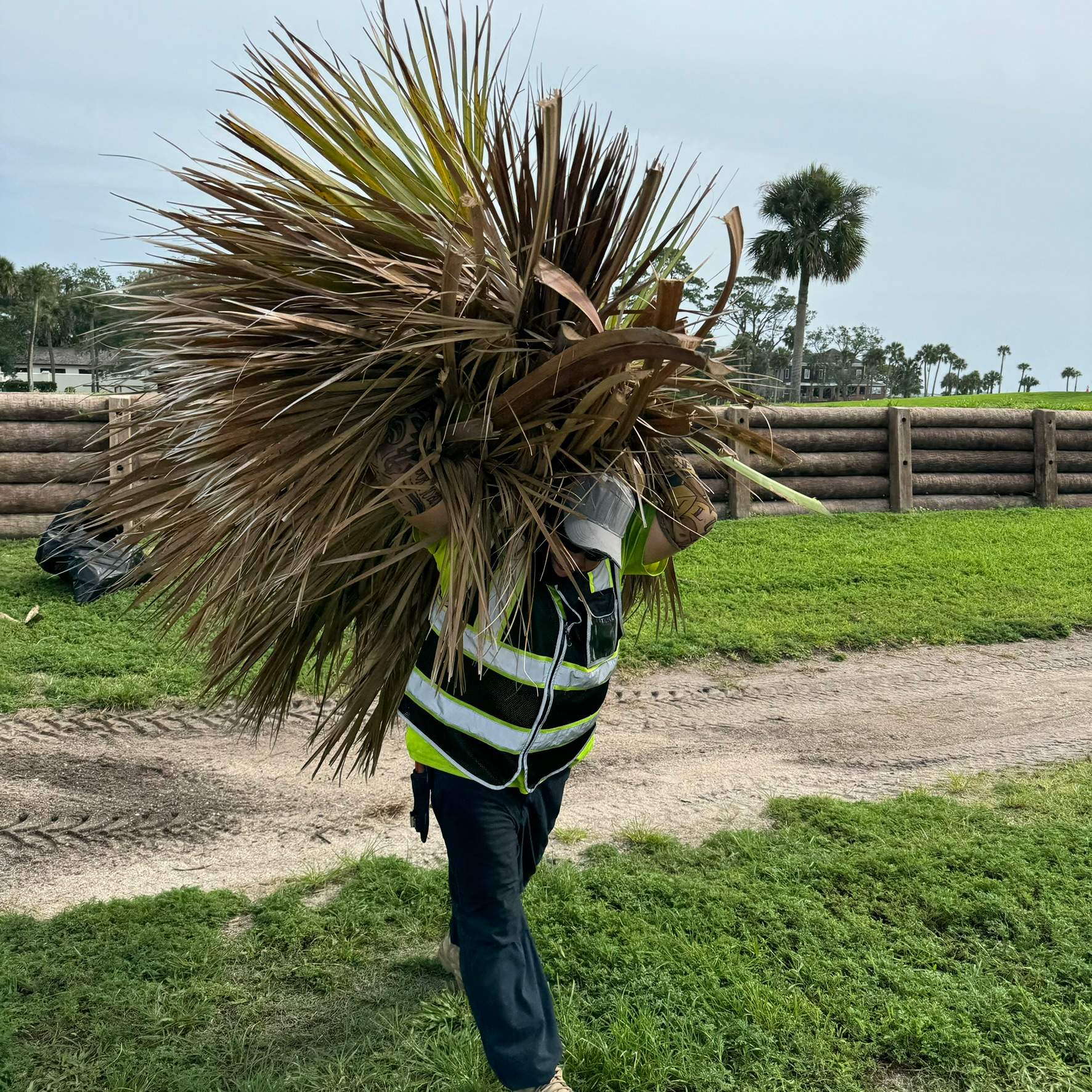 Tree Work | Castillo de San Marcos National Monument 2 by ProGreen Services