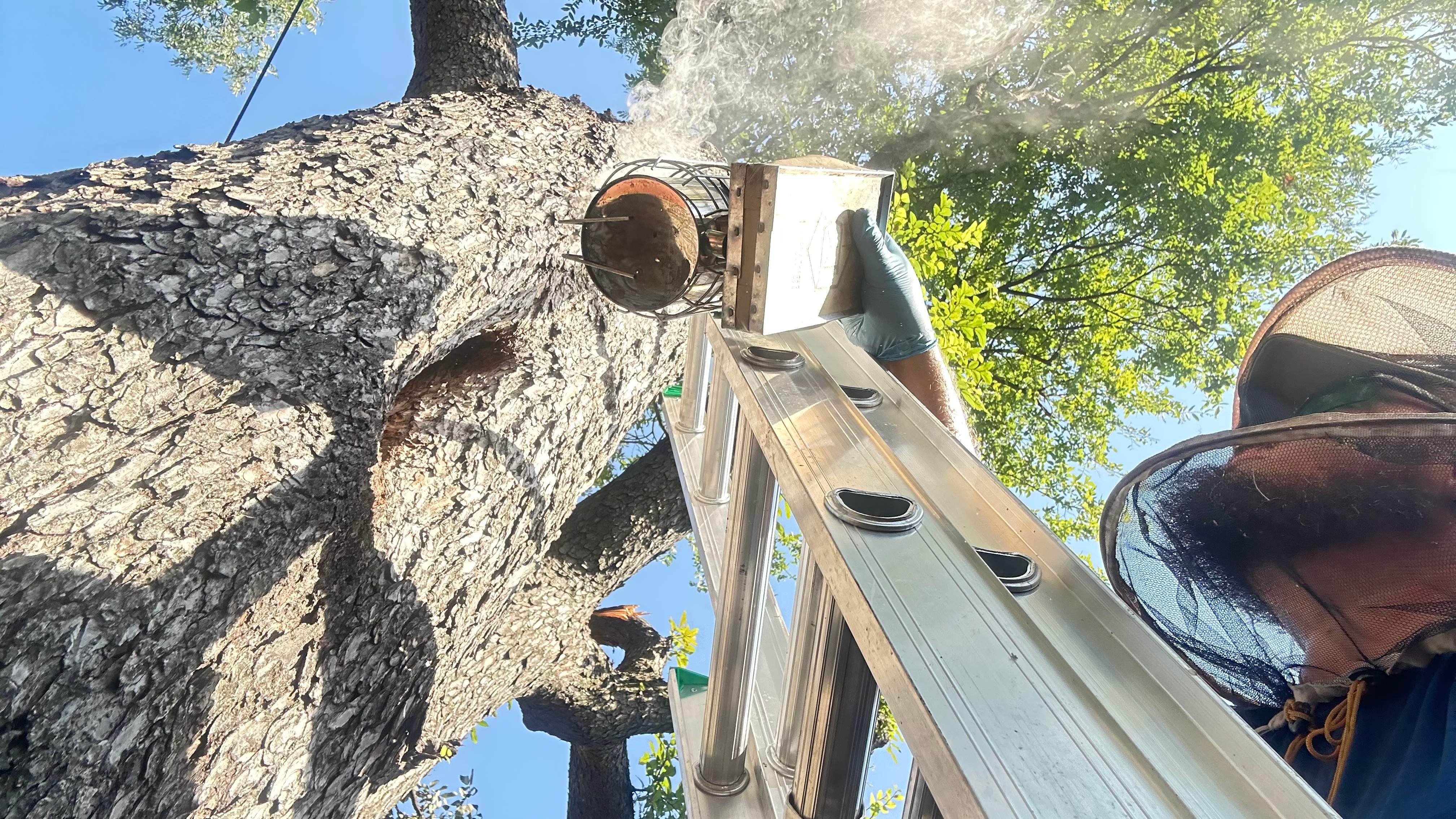 Tree Service Help  by Rockwall Honey Bee Company