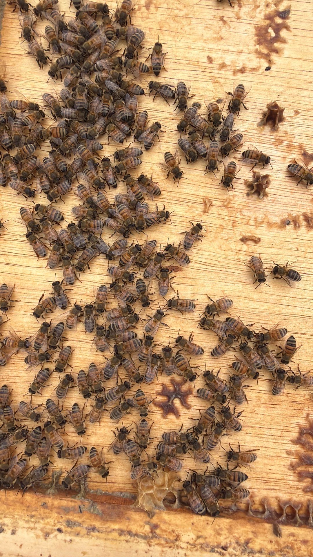 Commercial Rooftop Colony by Rockwall Honey Bee Company