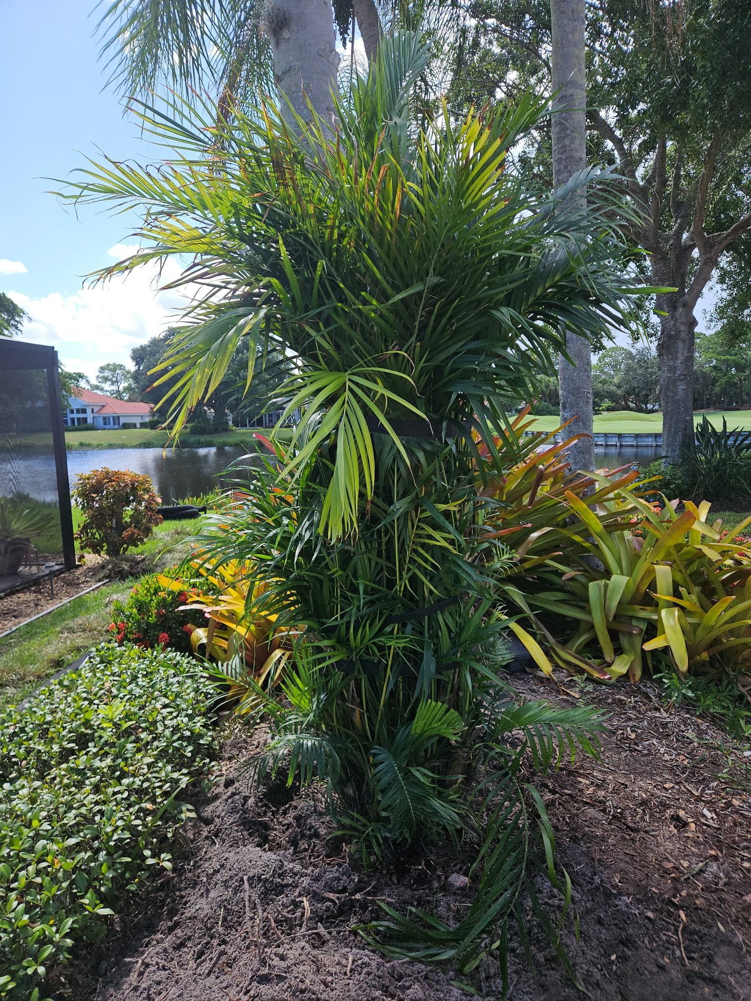 🌴 “Harbour Ridge Haven – A Tropical Revival by Alpha Zeta Landscapes” by Alpha Zeta Enterprises Inc