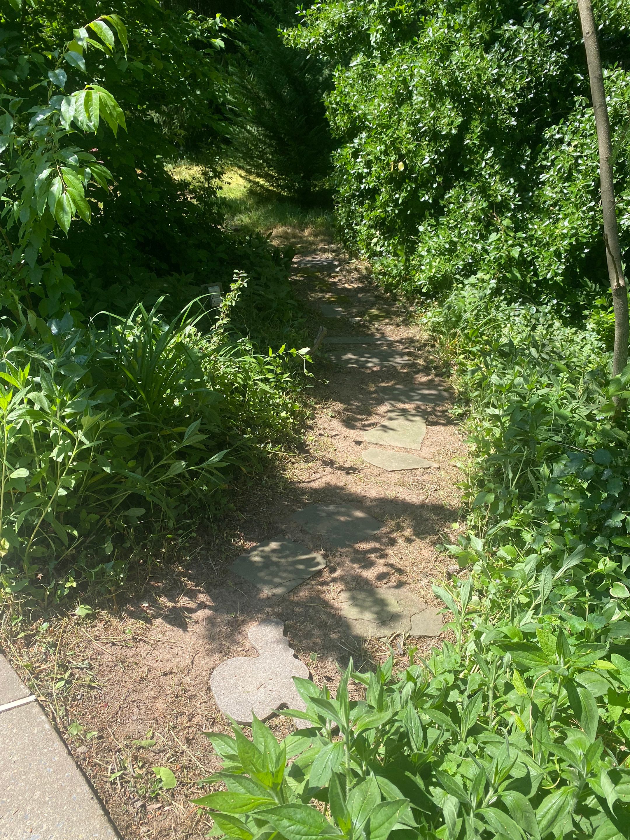 Landscape cleanup & drainage by The Smet Companies, LLC