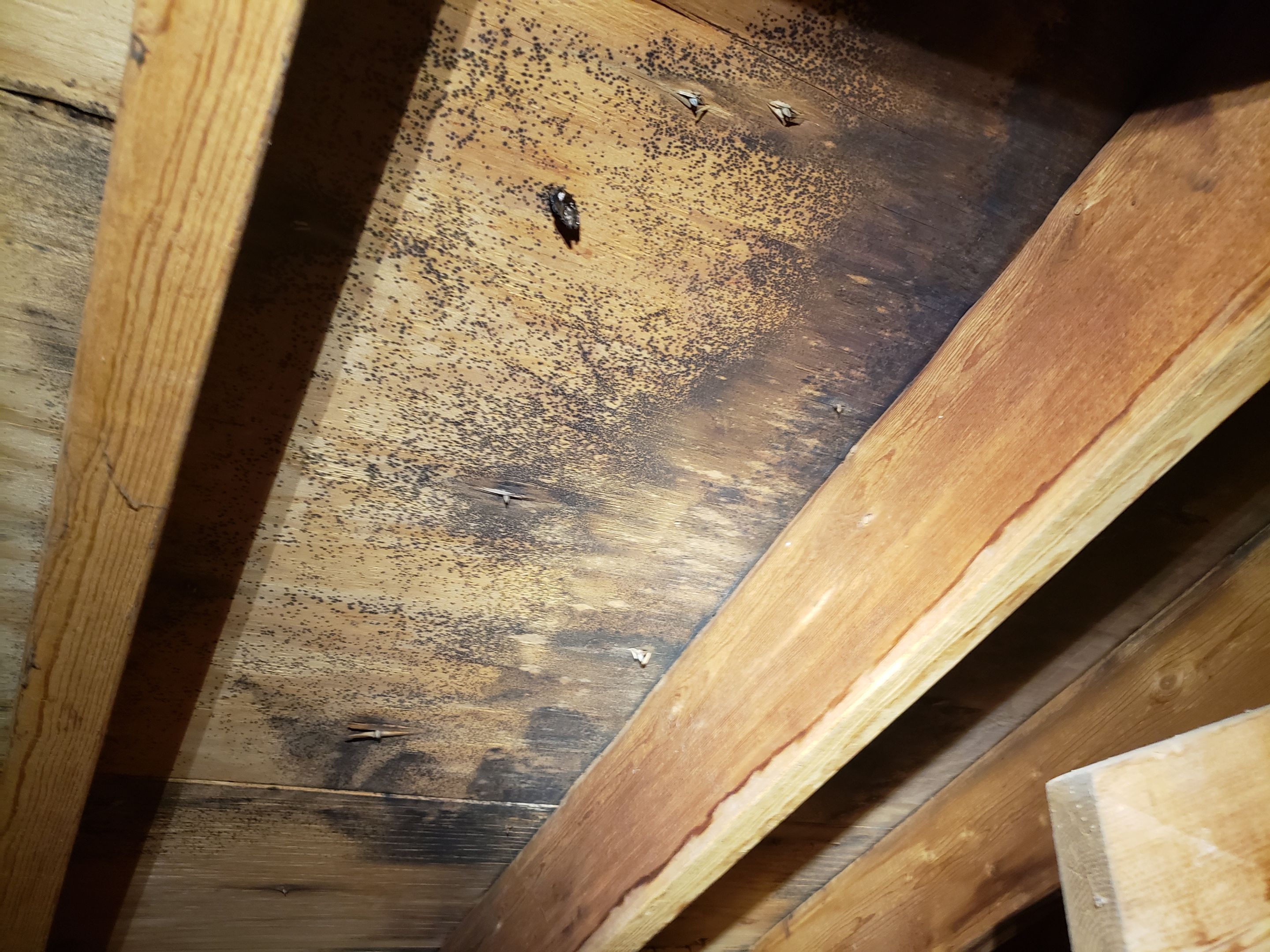Attic Mold Remediation by Chicagoland Water Medics