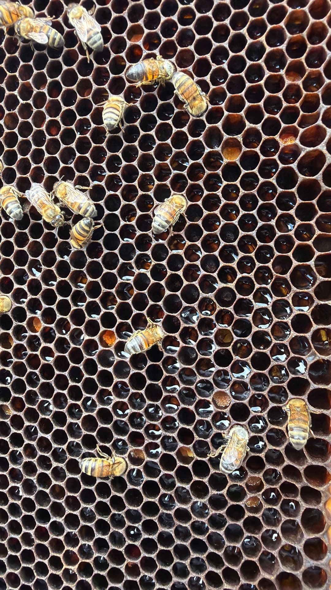 Bees for Ag. Exemption in Heath by Rockwall Honey Bee Company