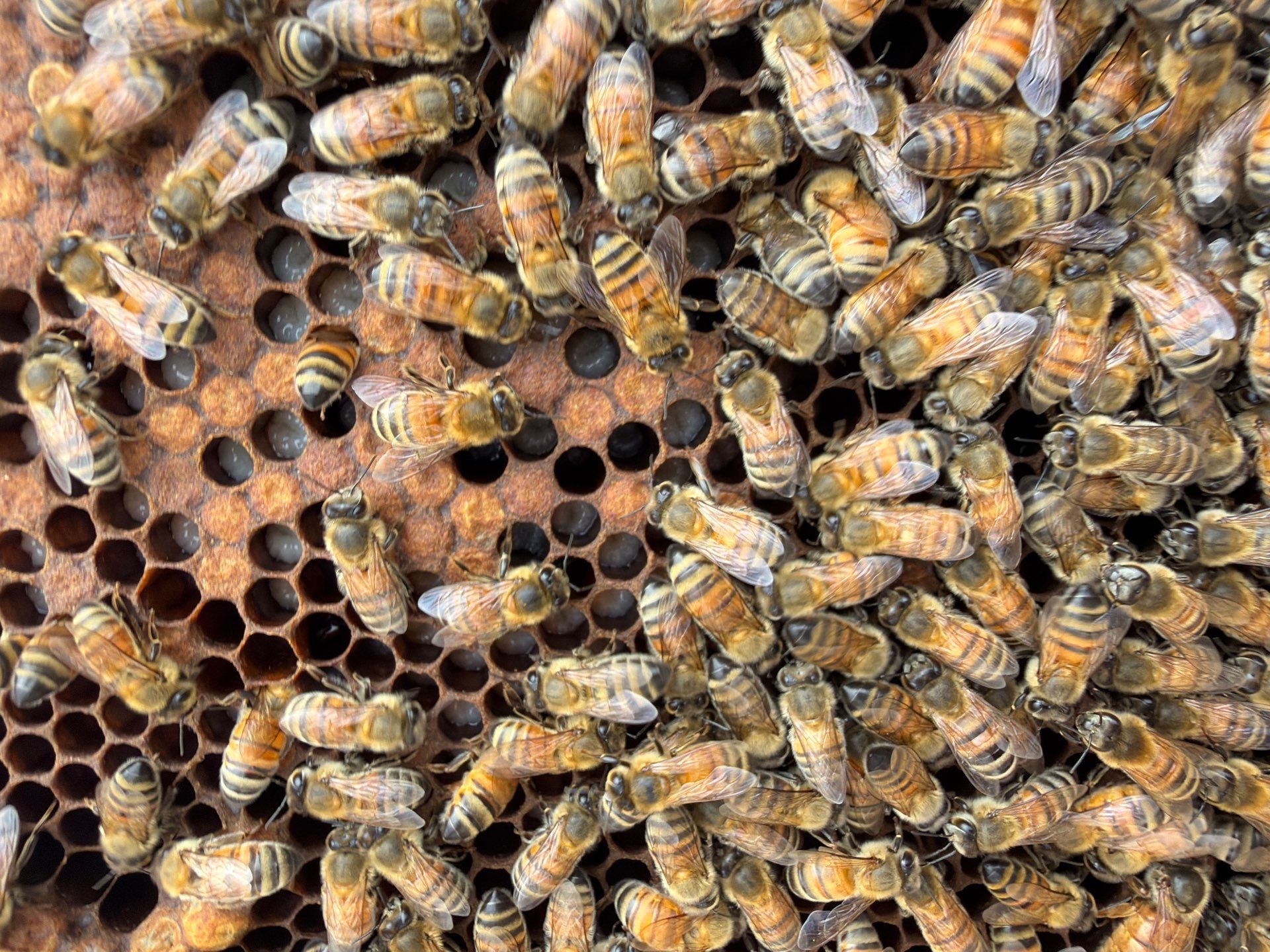 Commercial Rooftop Colony by Rockwall Honey Bee Company