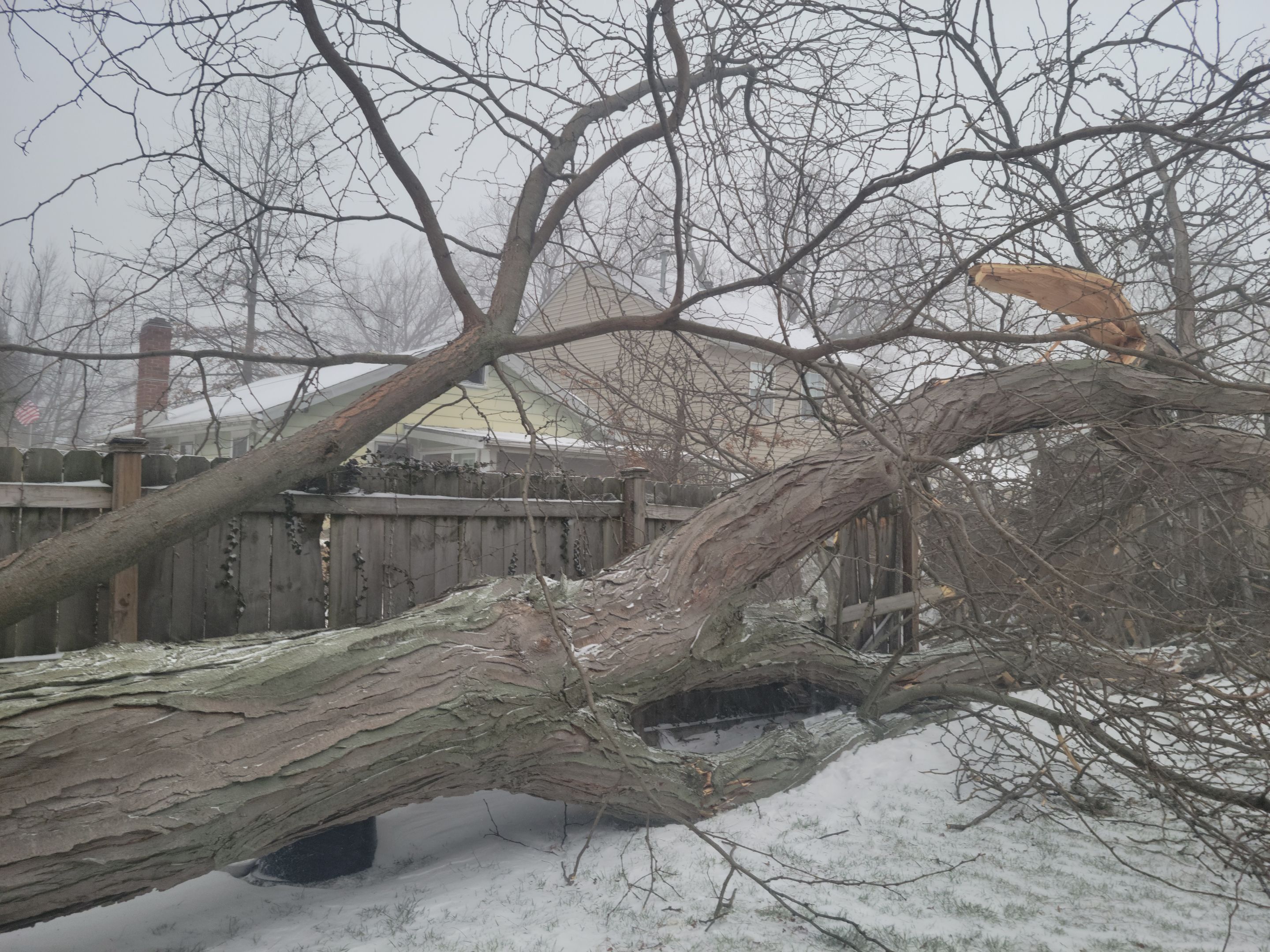 Storm Damaged Tree Removal  using Tree Removal by Mike Jones & Sons Tree Service LLC 