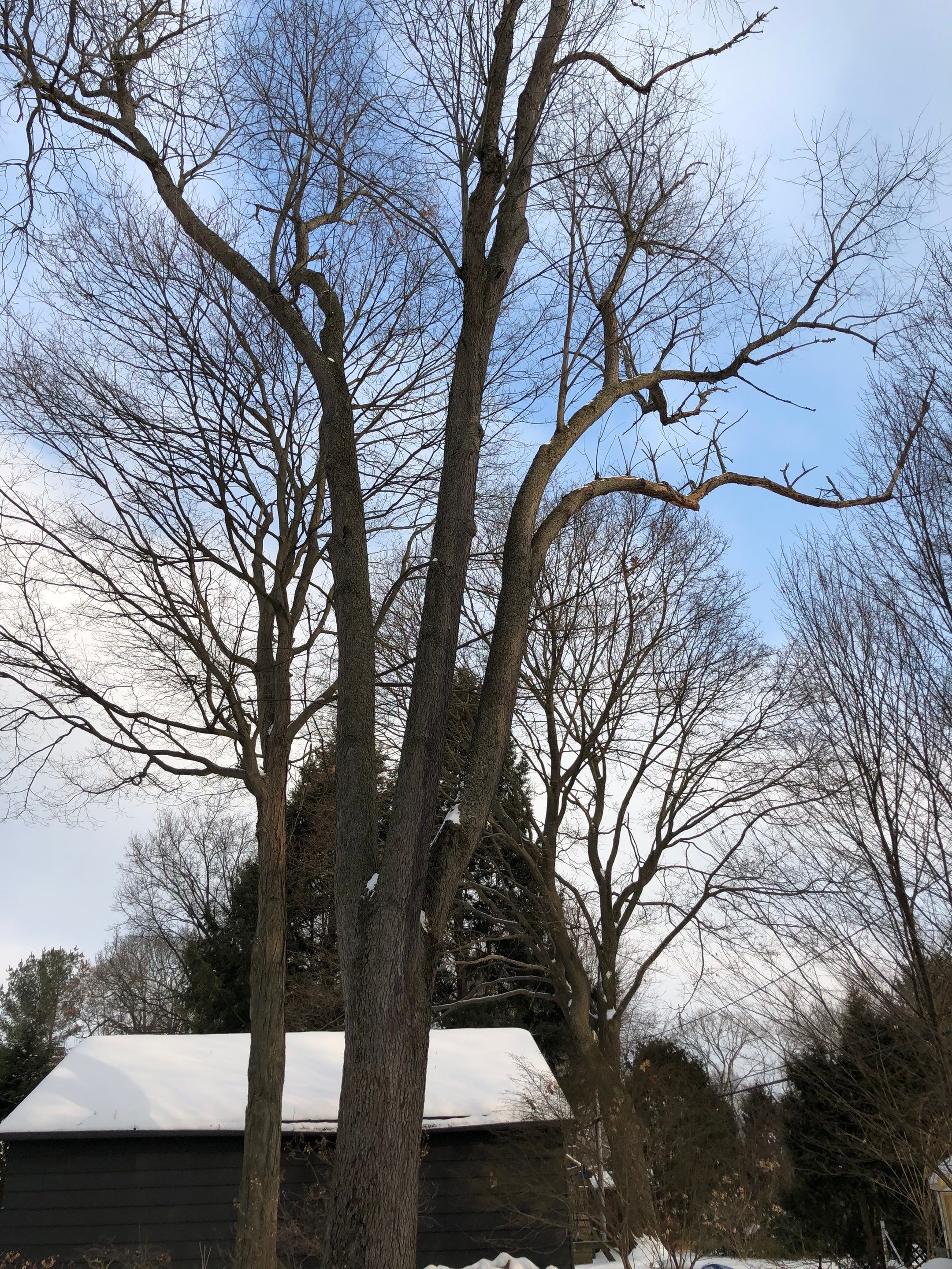 Firewood Delivery  using Seasoned Firewood by Mike Jones & Sons Tree Service LLC 