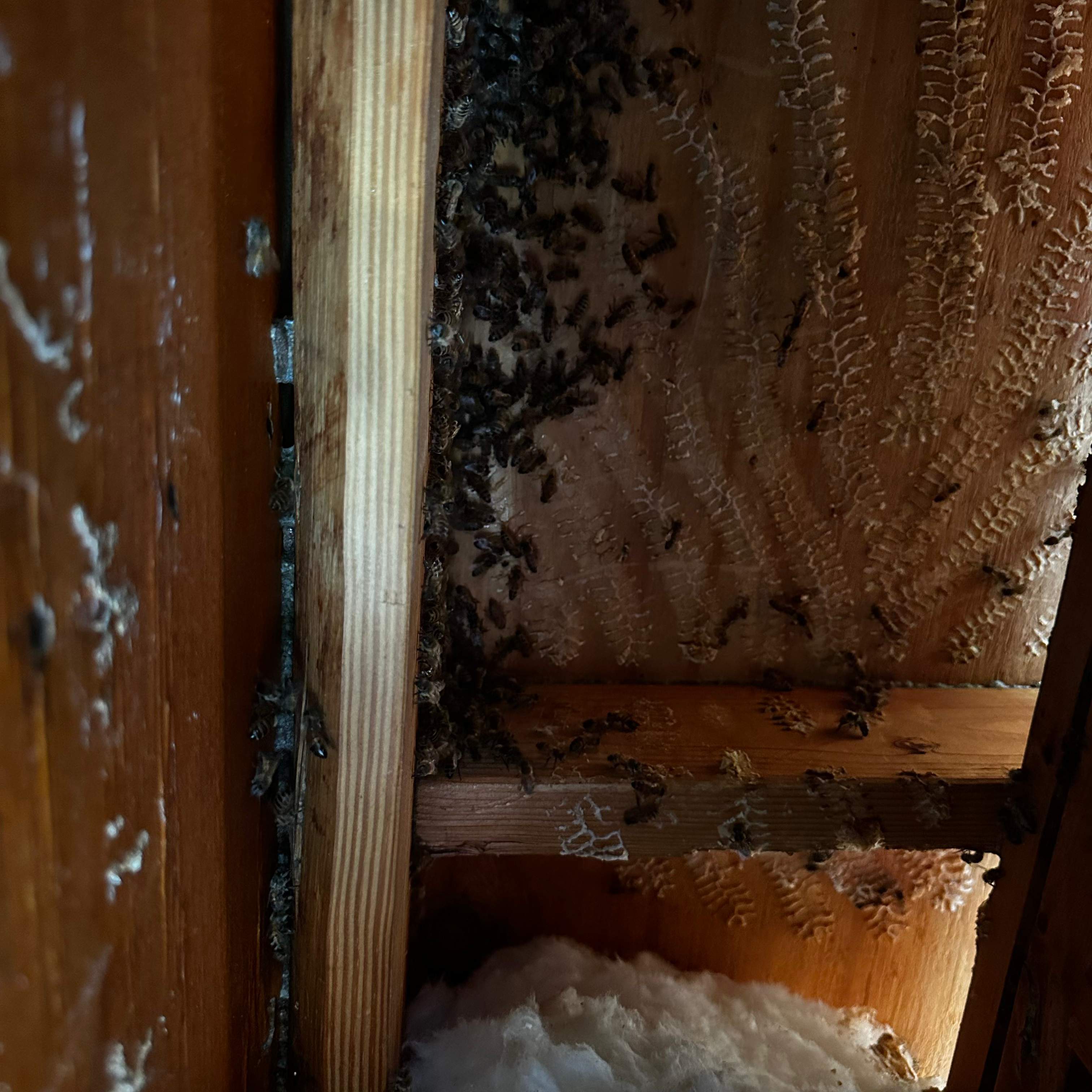 Ceiling Cutout by Rockwall Honey Bee Company