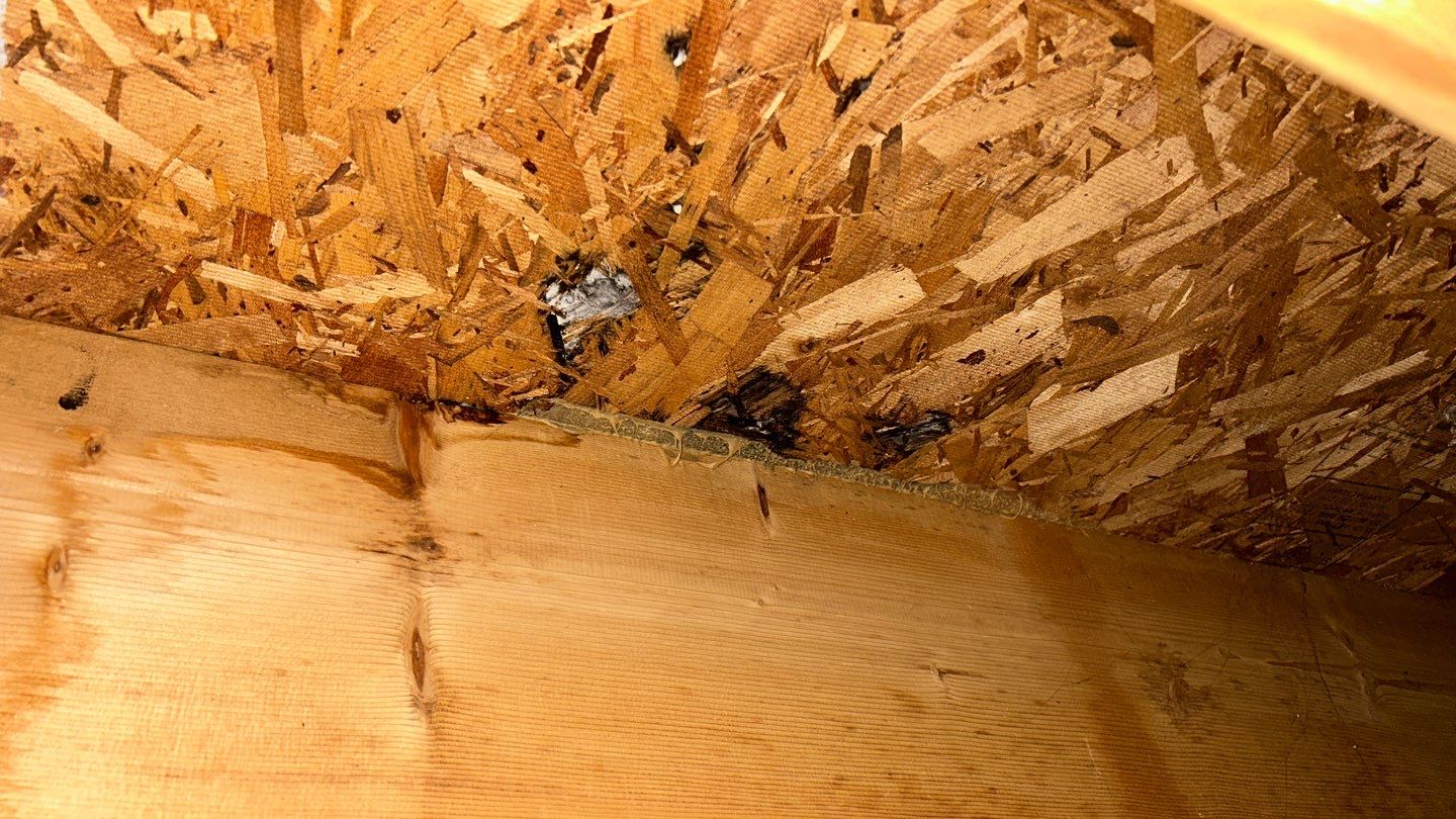 Mold Damage by Accountable Home Services