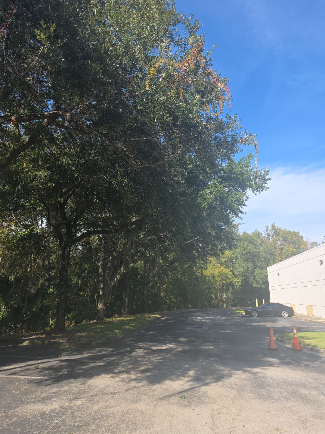 Tree & Palm Trimming | Commercial Property by ProGreen Services