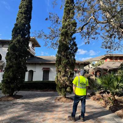 William's Walk | Italian Cypress Removal