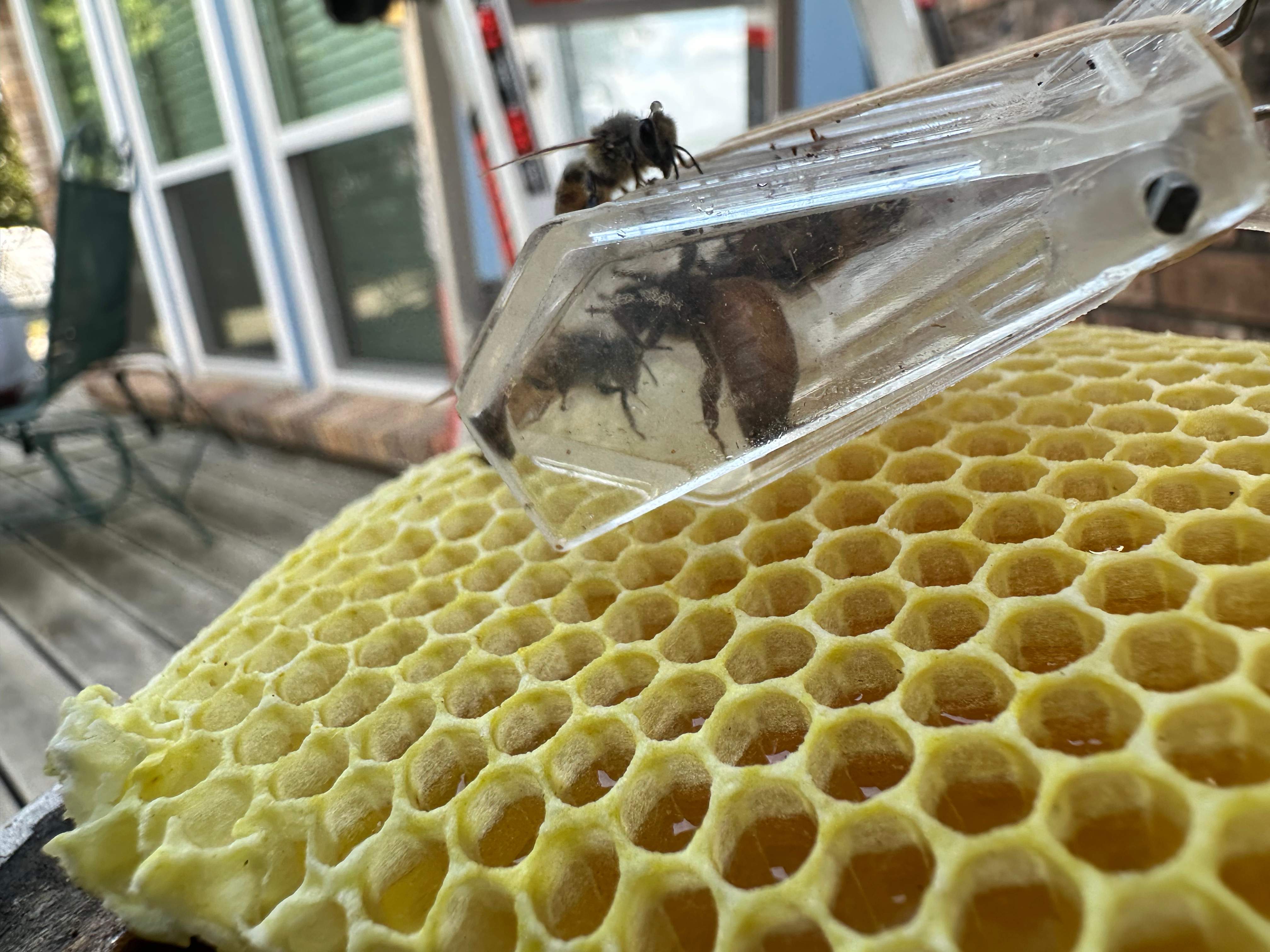 Caged Queen by Rockwall Honey Bee Company