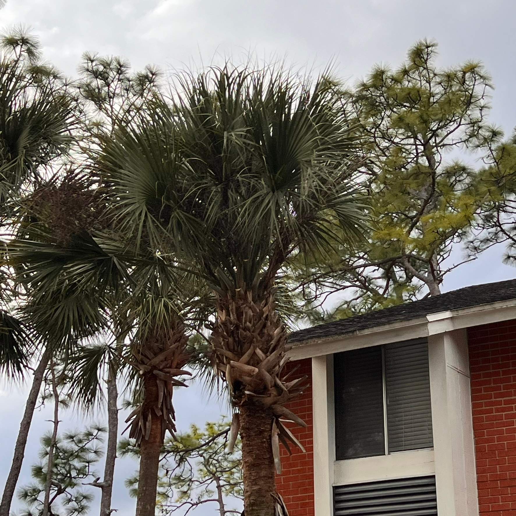 Tree Trimming | Preserve at San Jose by ProGreen Services