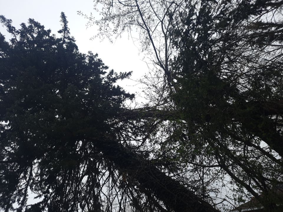 Tree Removal using Tree Removal by Mike Jones & Sons Tree Service LLC 