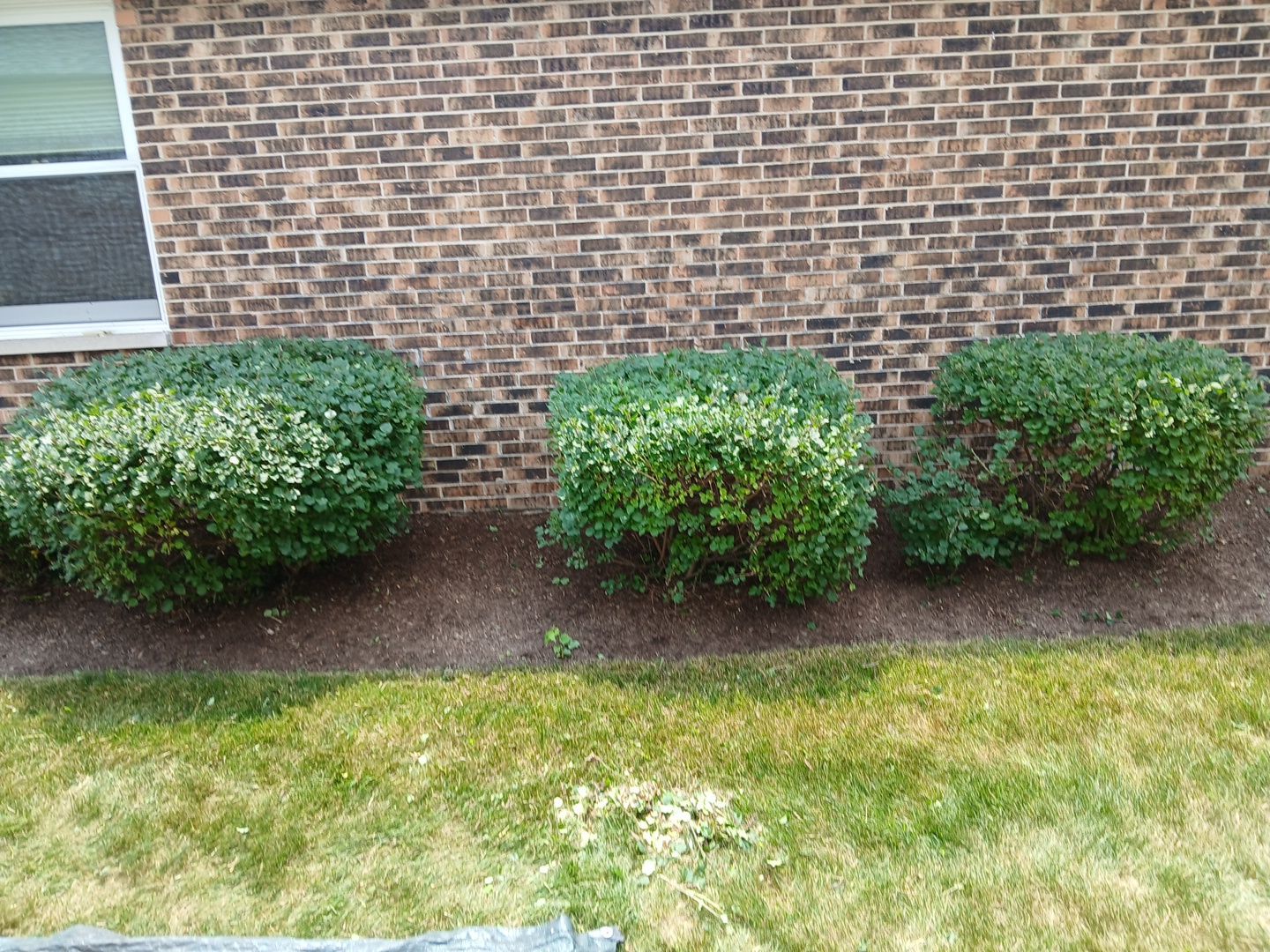 Ed E. - Wheeling, IL by A&N 